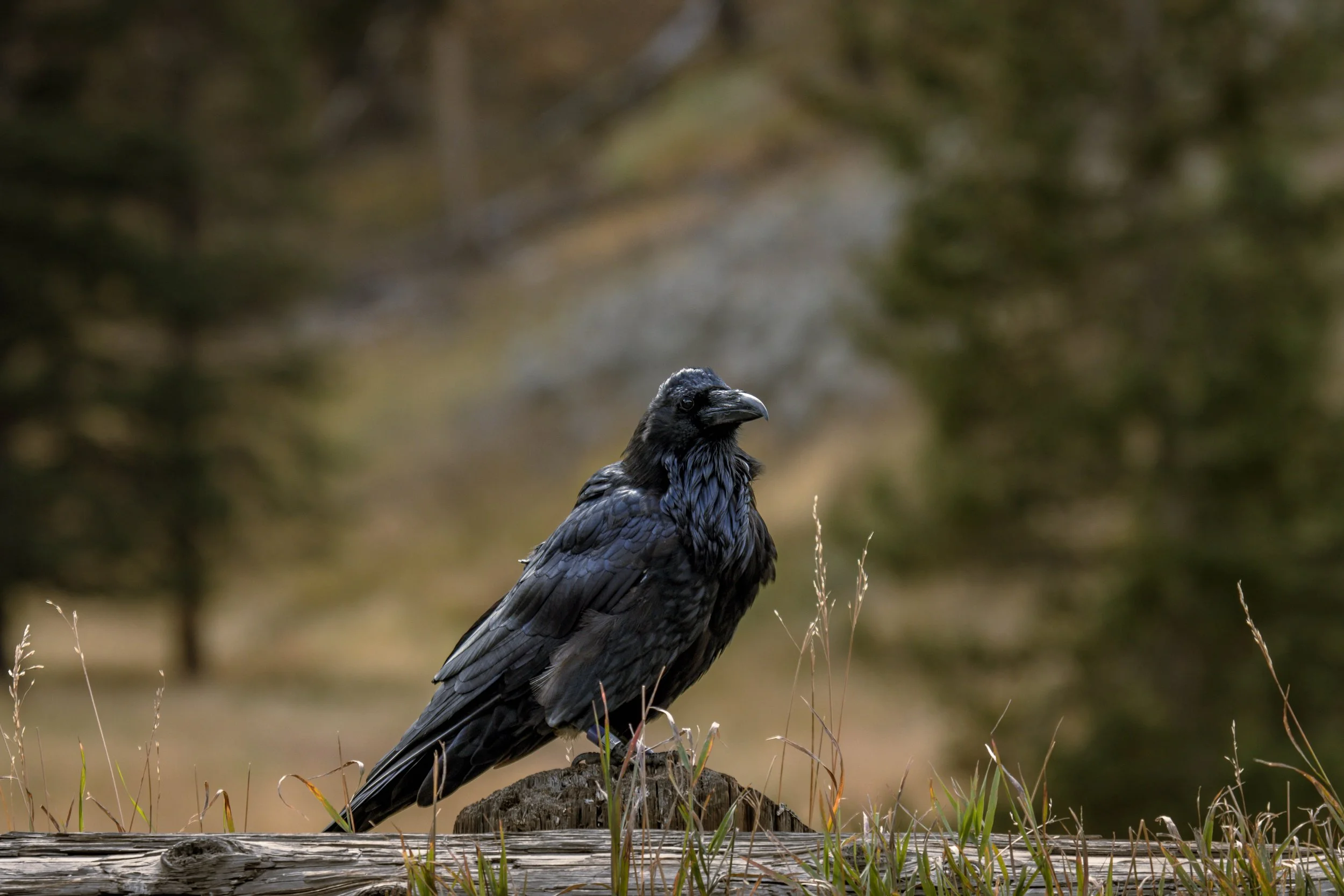 Yellowstone National Park_landscape photography_Stephanie Saldivar_40.jpg
