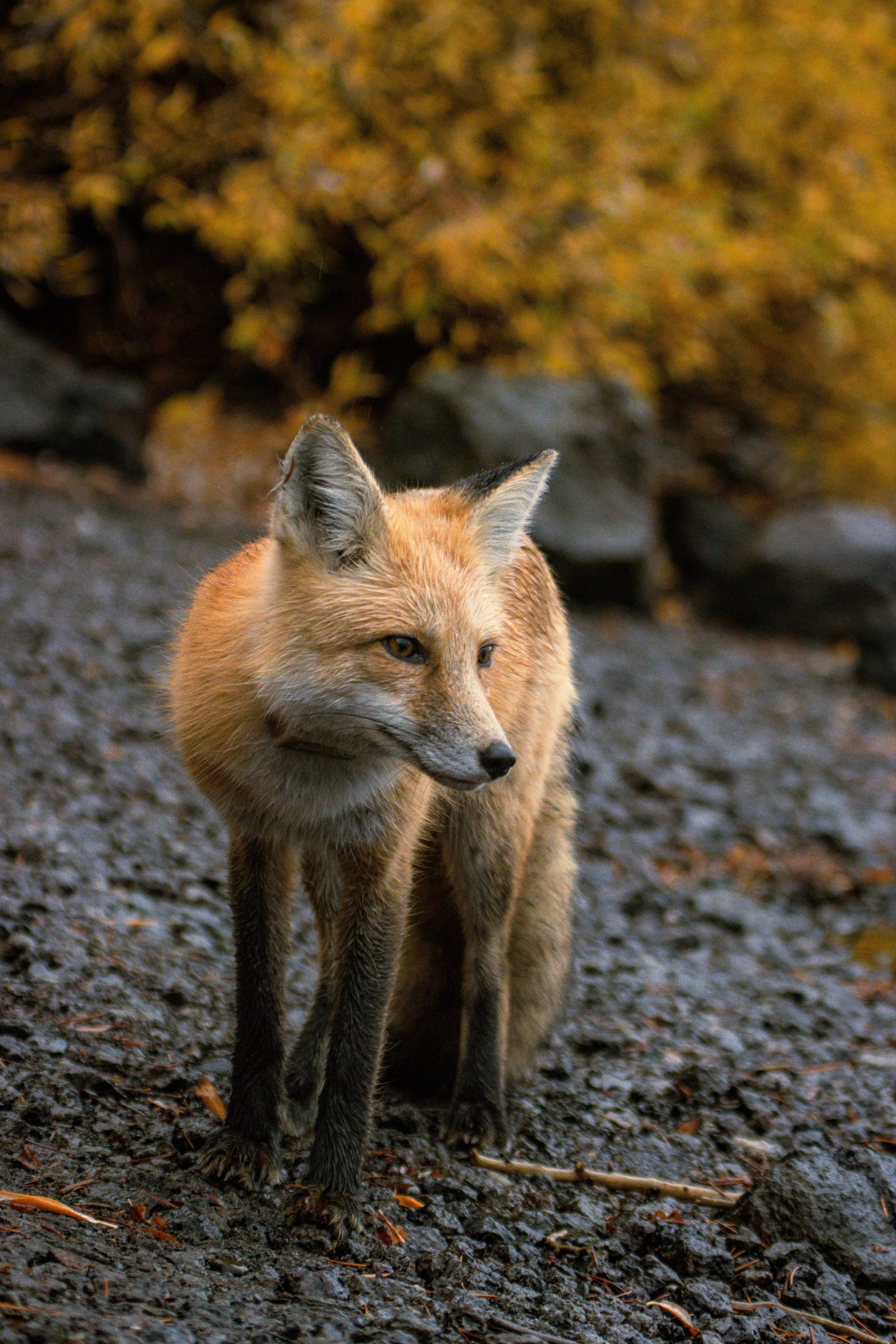 Yellowstone National Park_landscape photography_Stephanie Saldivar_11.jpg
