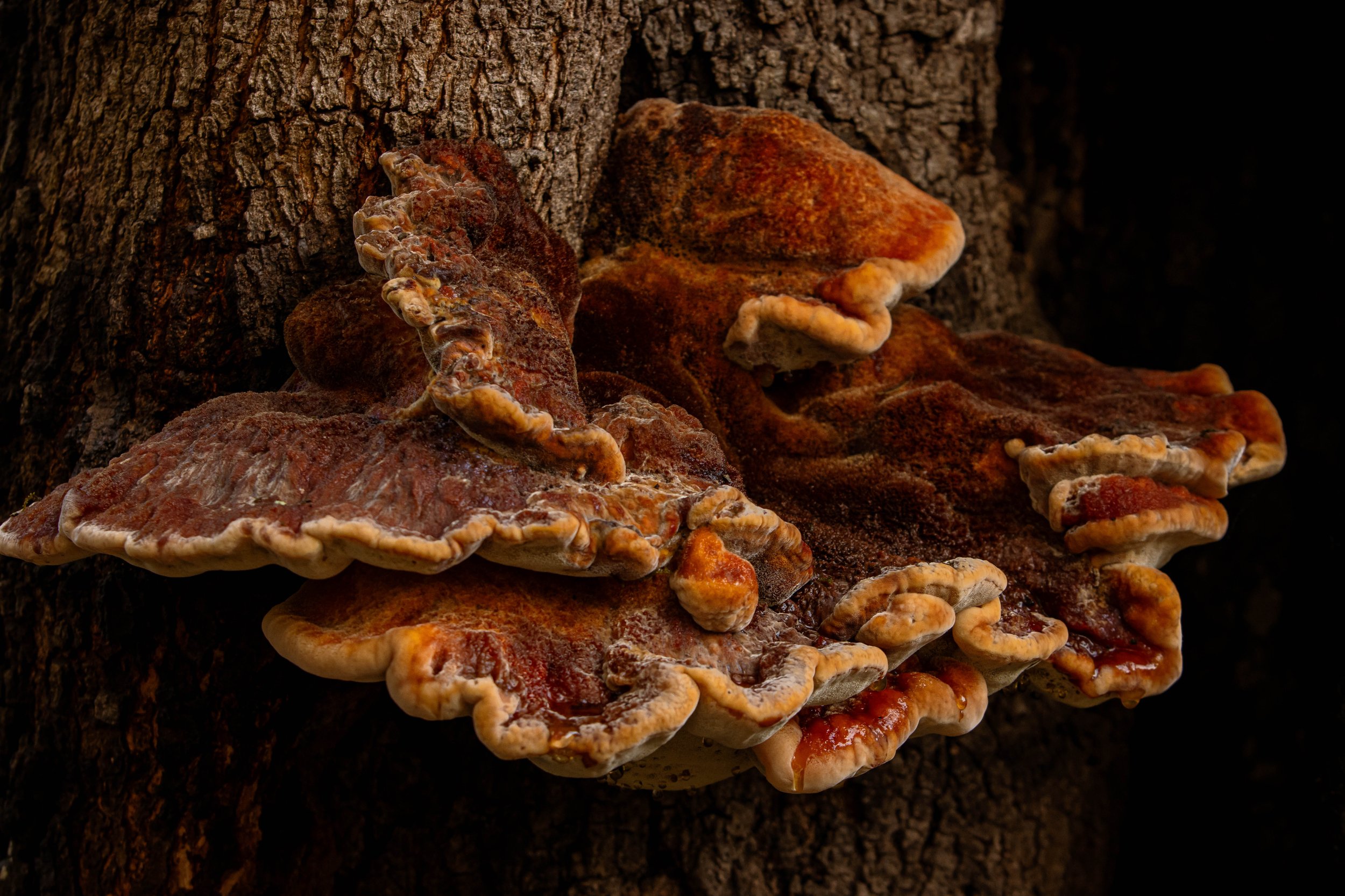 Garvan Gardens-mushroom nature photography-Stephanie Saldivar.jpg