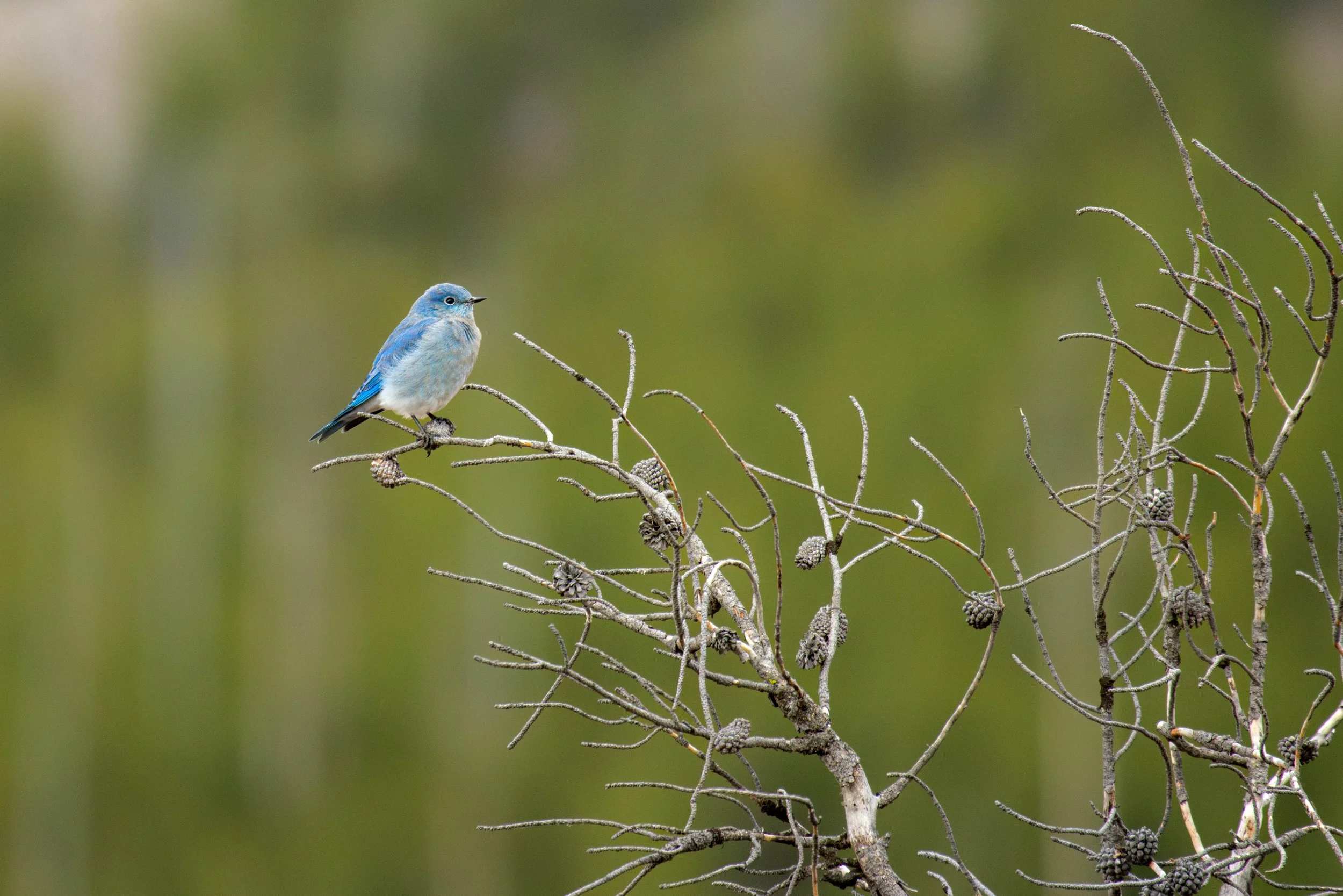 Yellowstone National Park_landscape photography_Stephanie Saldivar_6.jpg