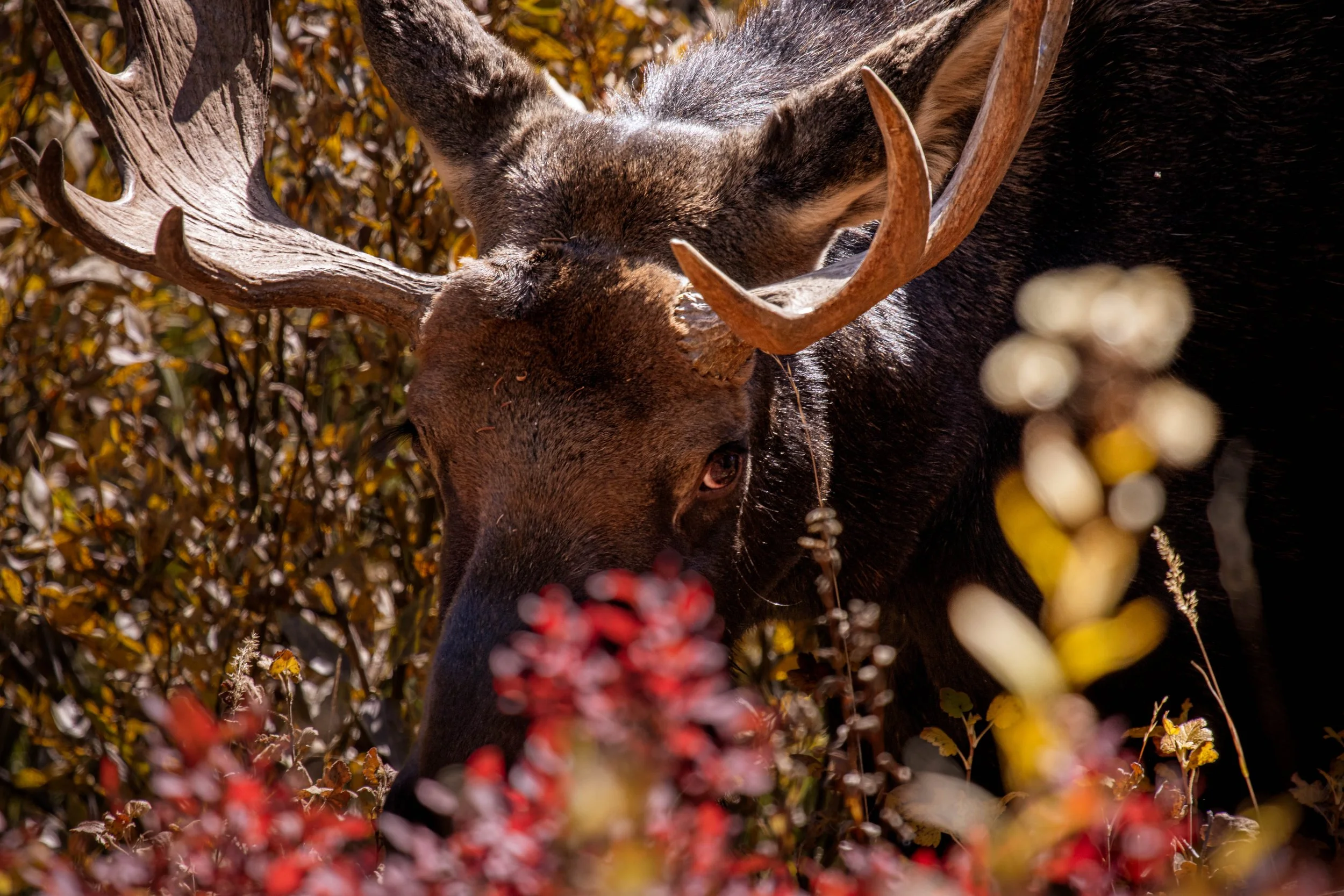 Grand Teton National Park_Jenny Lake_bull moose_ wildlife photography_Stephanie Saldivar_1.jpg