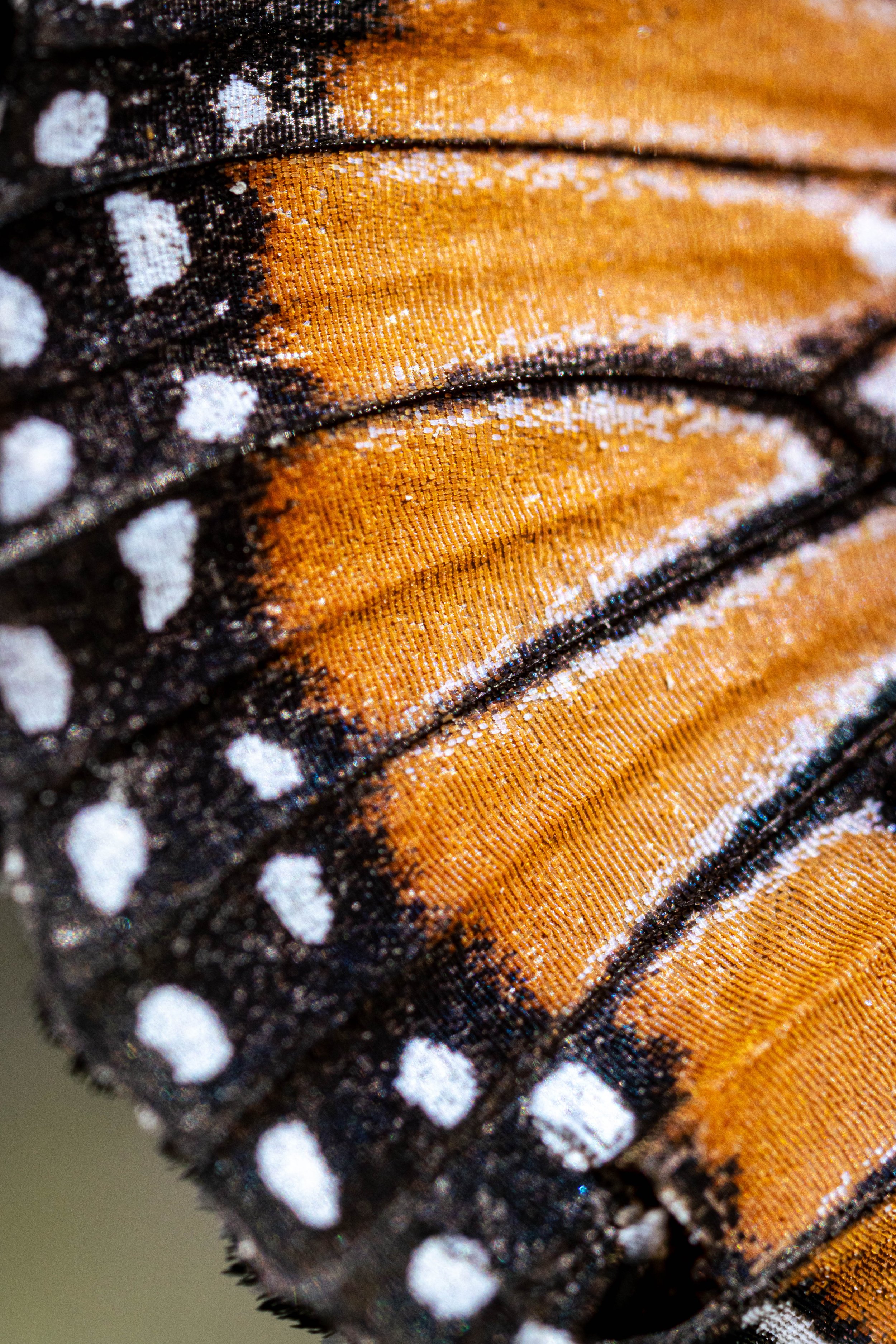queen butterfly-austin texas-zilker botanical garden-insect photography-Stephanie Saldivar.jpg