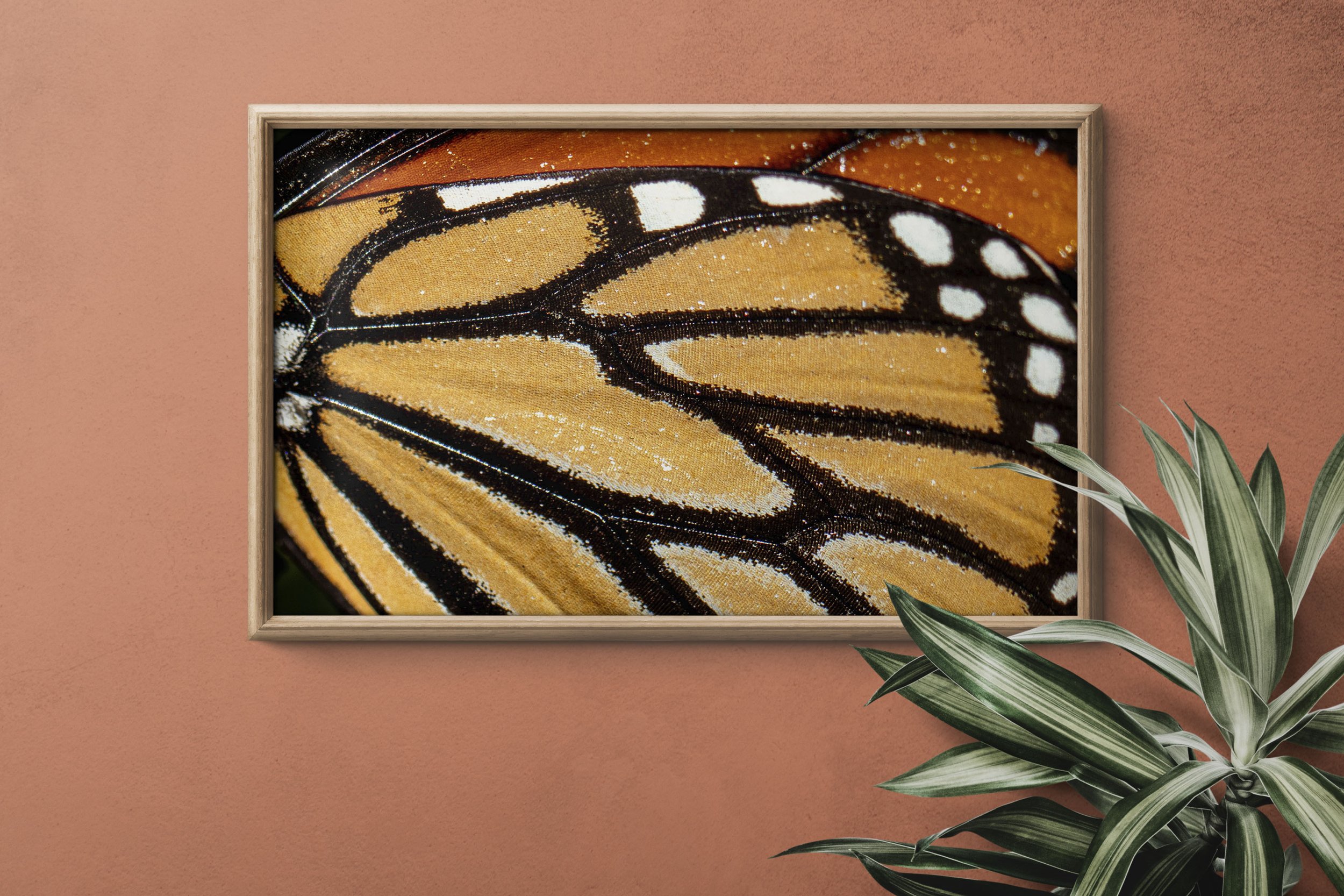 monarch butterfly-macro insect photography-nature photographer Stephanie Saldivar-print.jpg