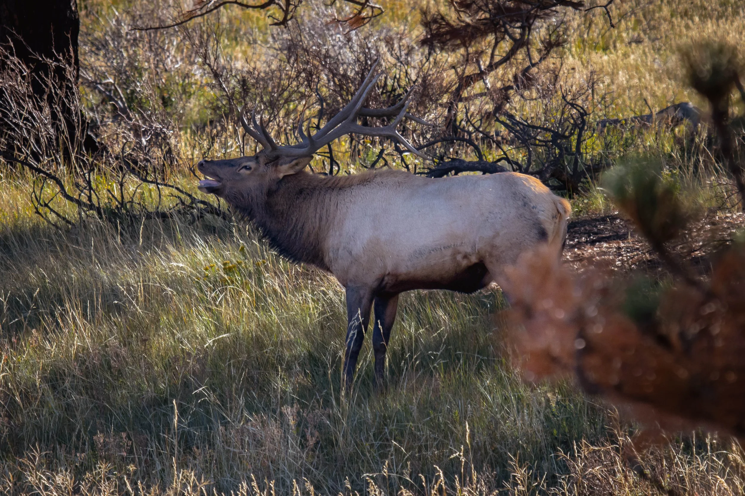 Rocky Mountains National Park_landscape photography_Stephanie Saldivar_35.jpg