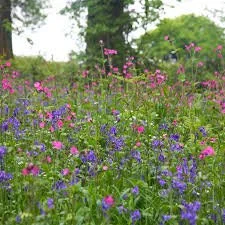 Wildlife & Sustainable Gardening in our Changing Climate