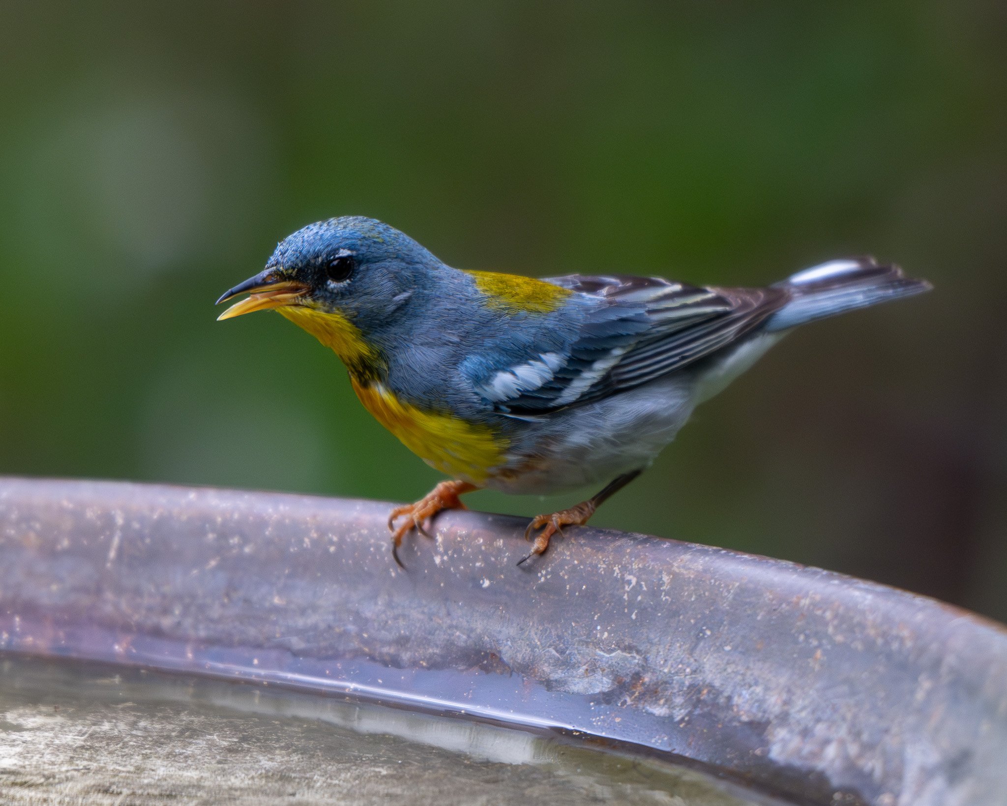 Northern Parula