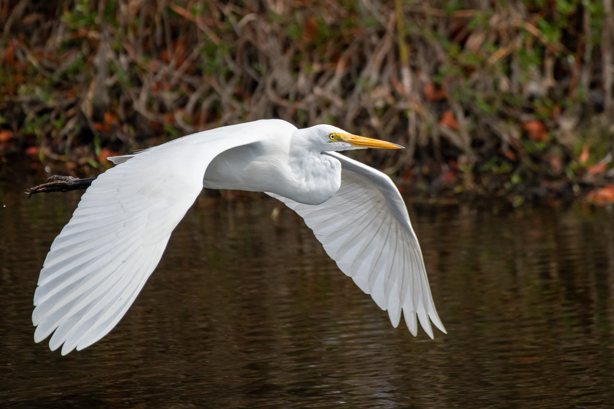 Great egret