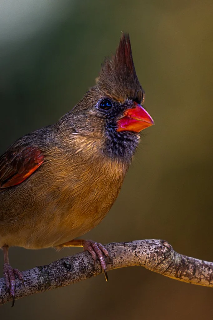 Female Northern Cardinal - 014