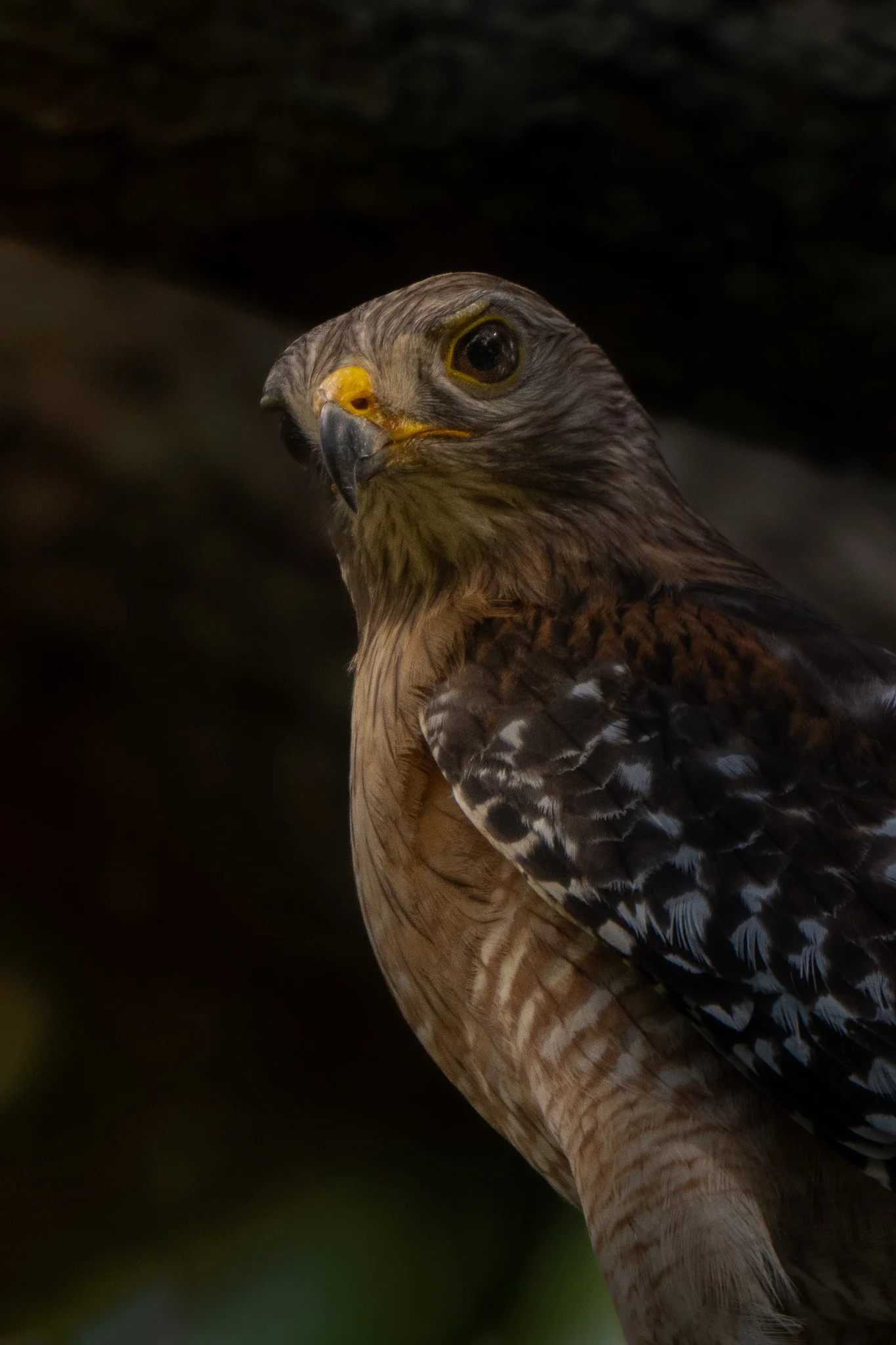 Red-shouldered hawk