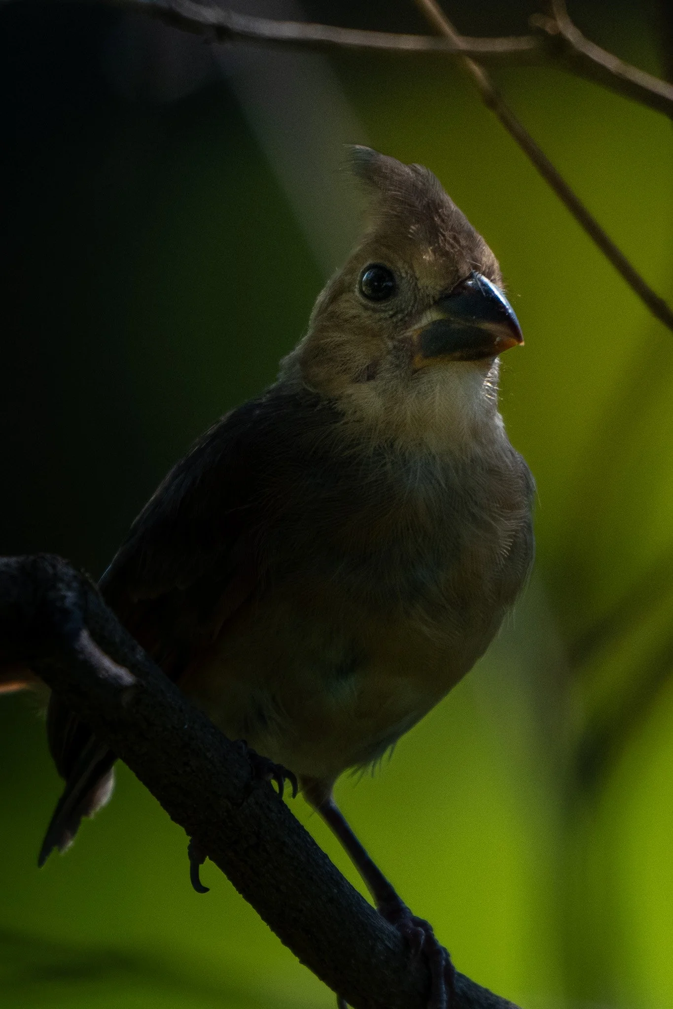Juvenile northern cardinal
