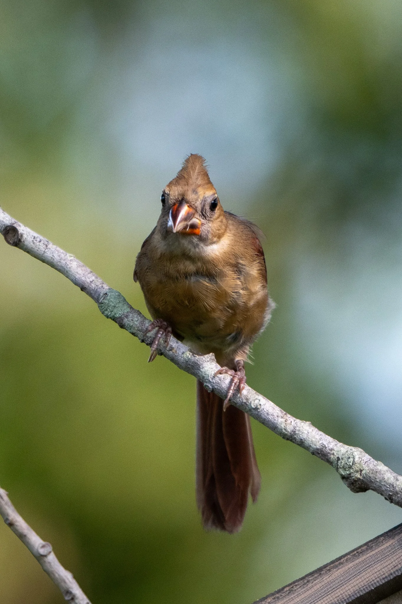 Juvenile northern cardinal