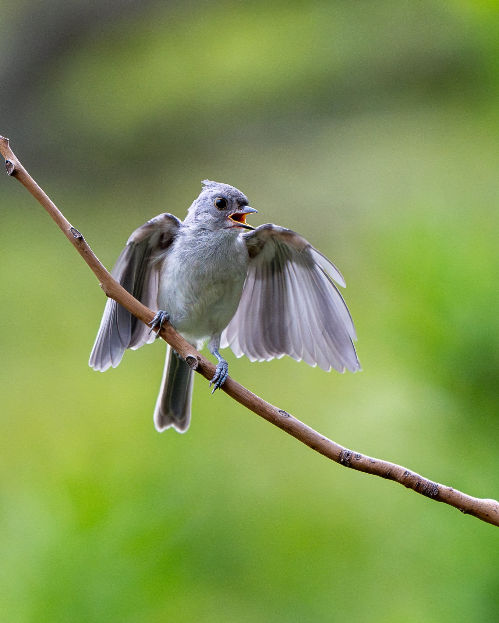 Juvenile tufted titmouse