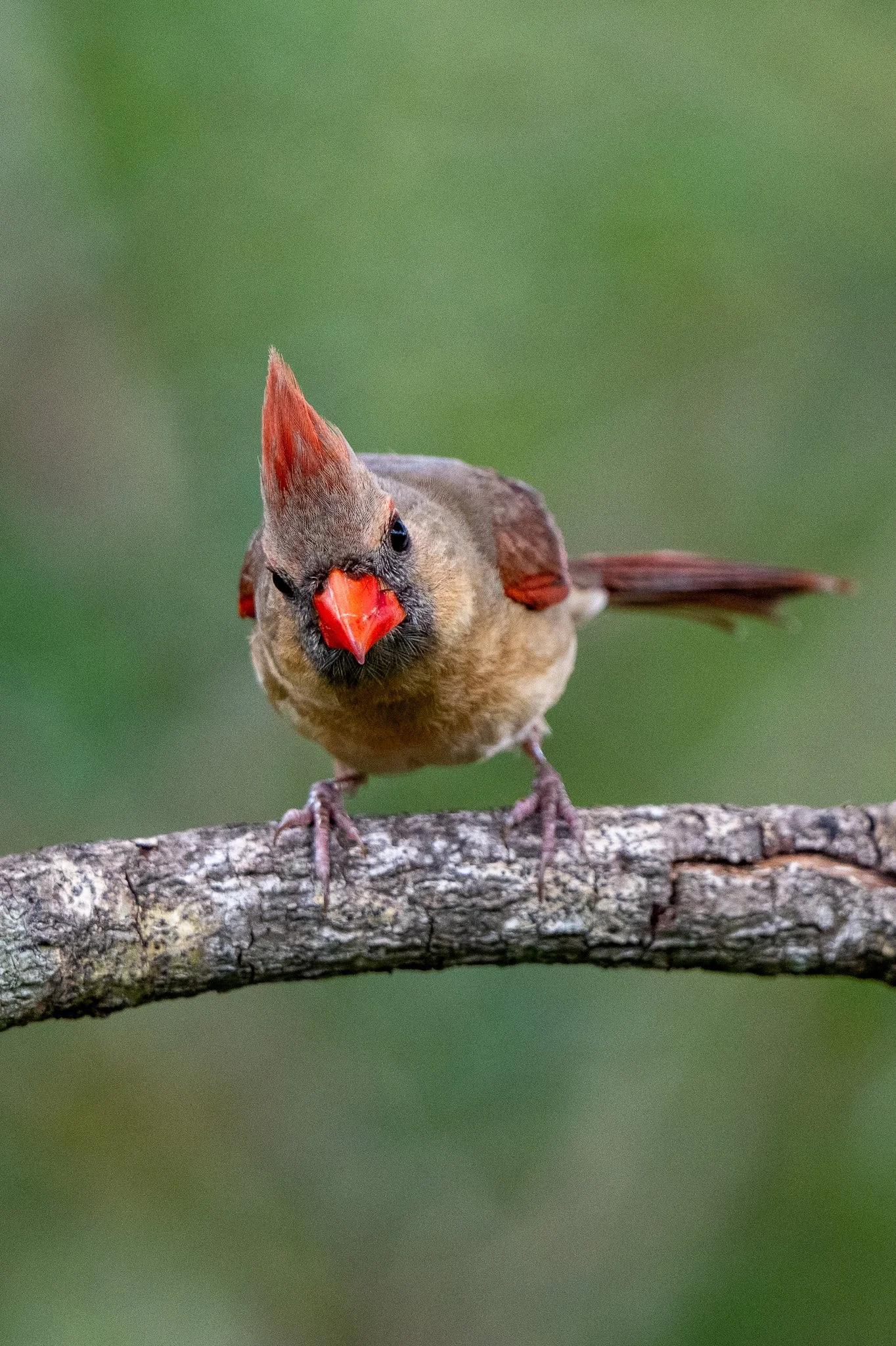Female northern cardinal
