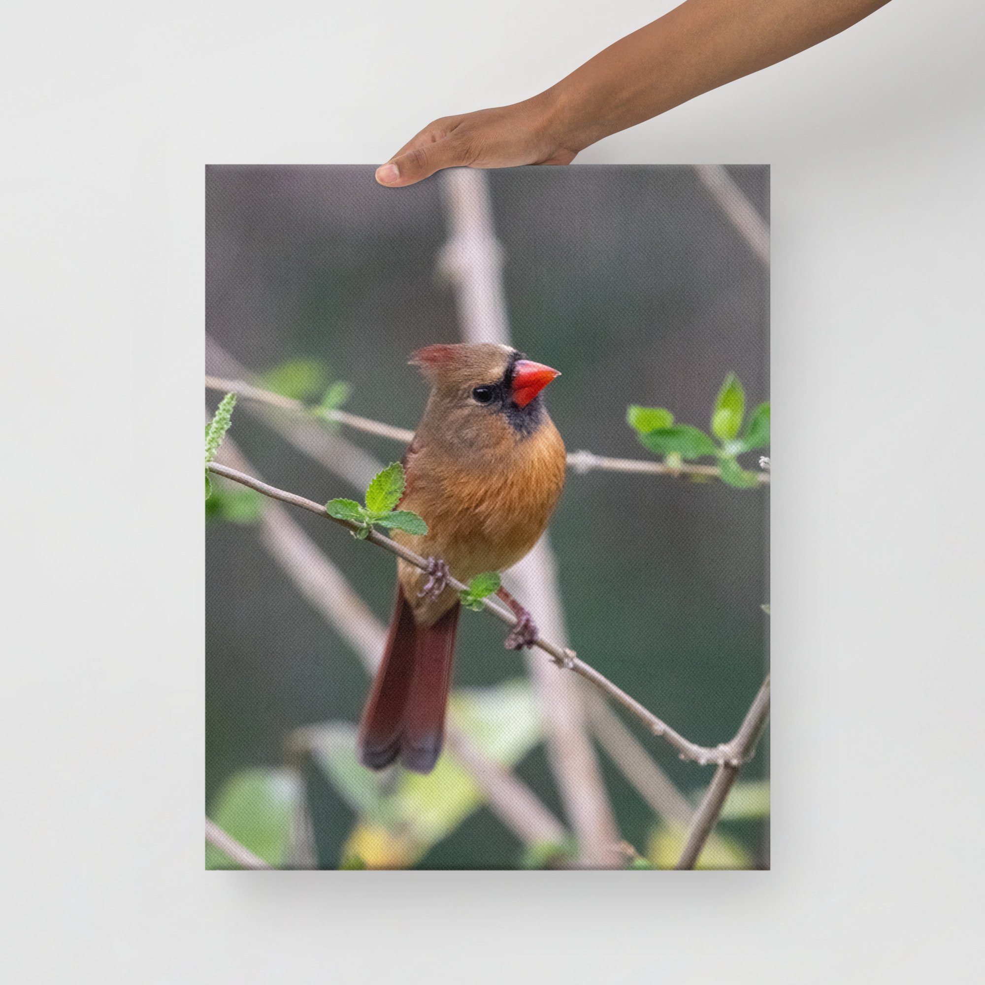 canvas-(in)-16x20-front-63d8dda96635b.jpg
