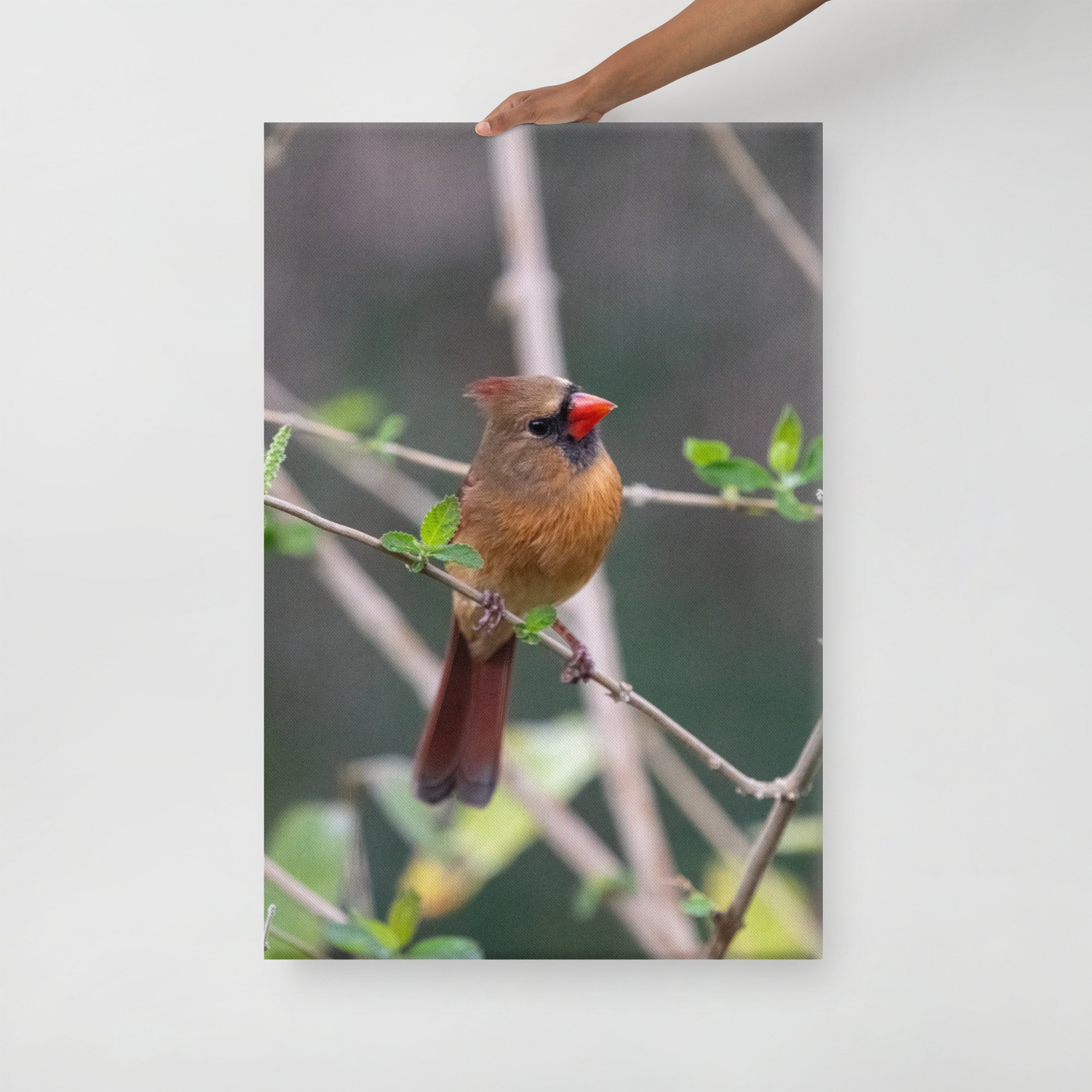 canvas-(in)-24x36-front-63d8dda966505.jpg