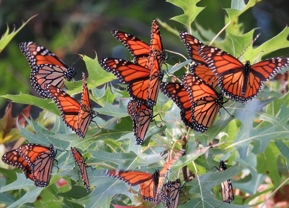 Monarch Update: Summer 2026