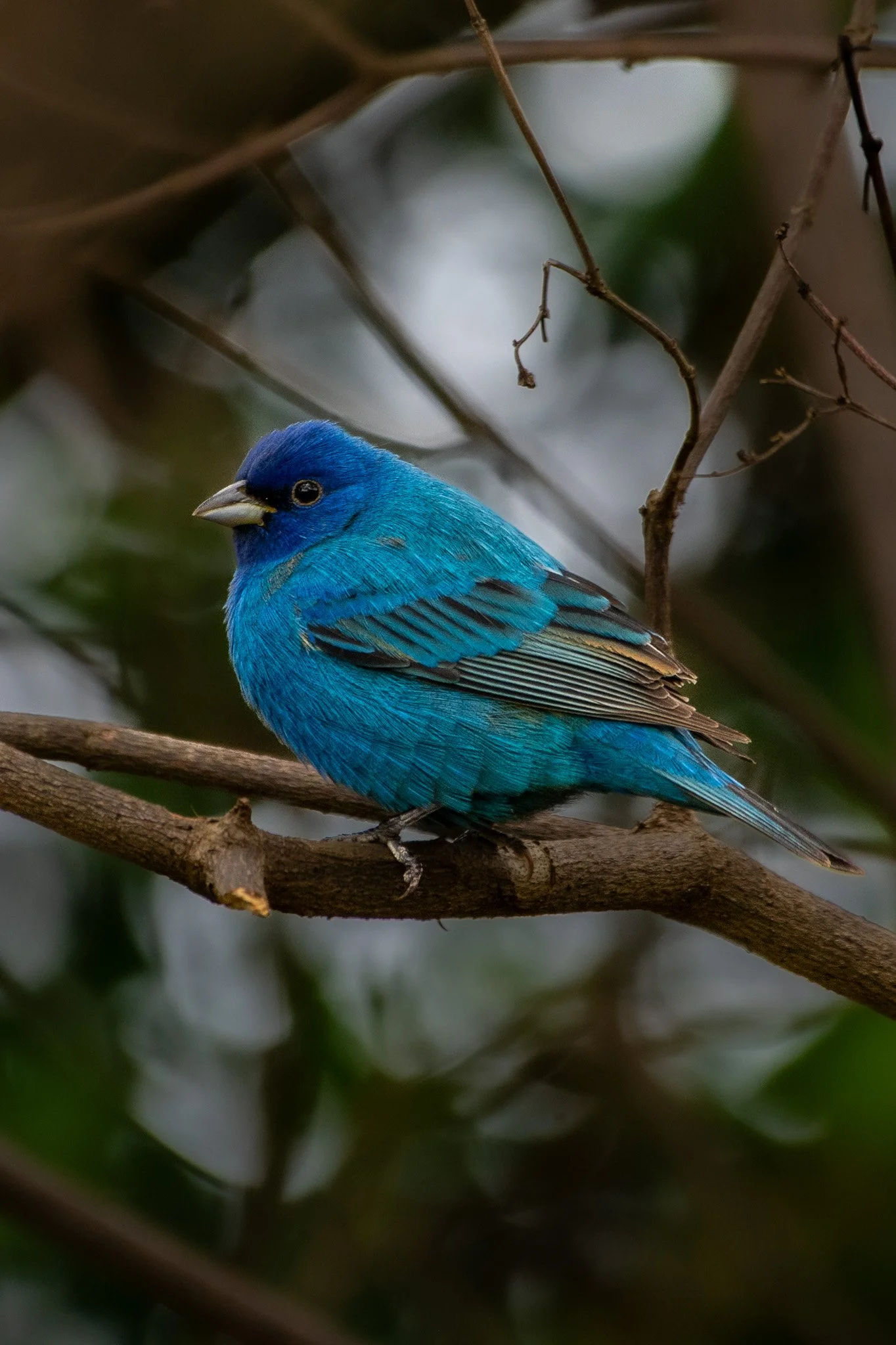 Indigo bunting