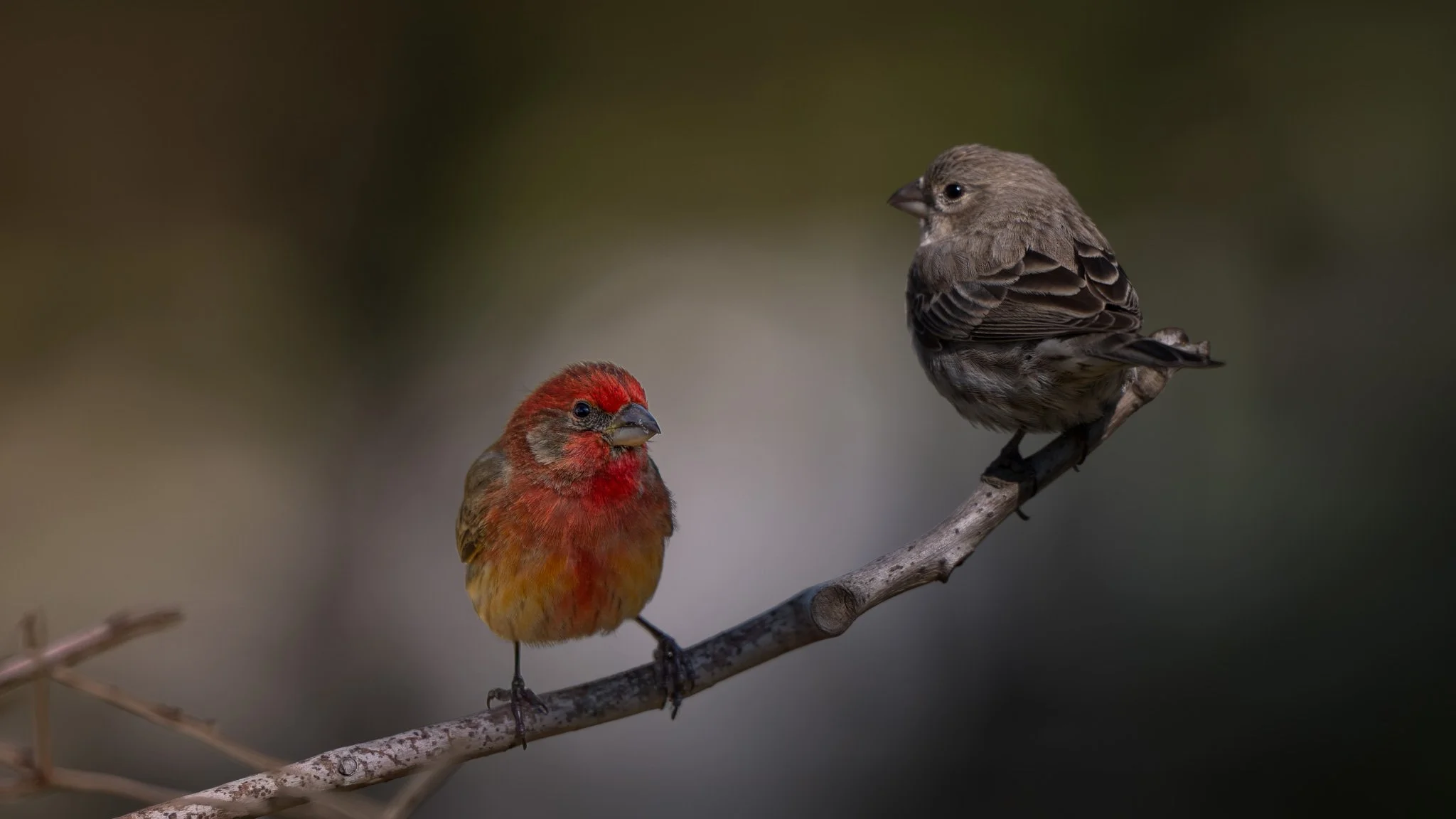 Male and female house finches