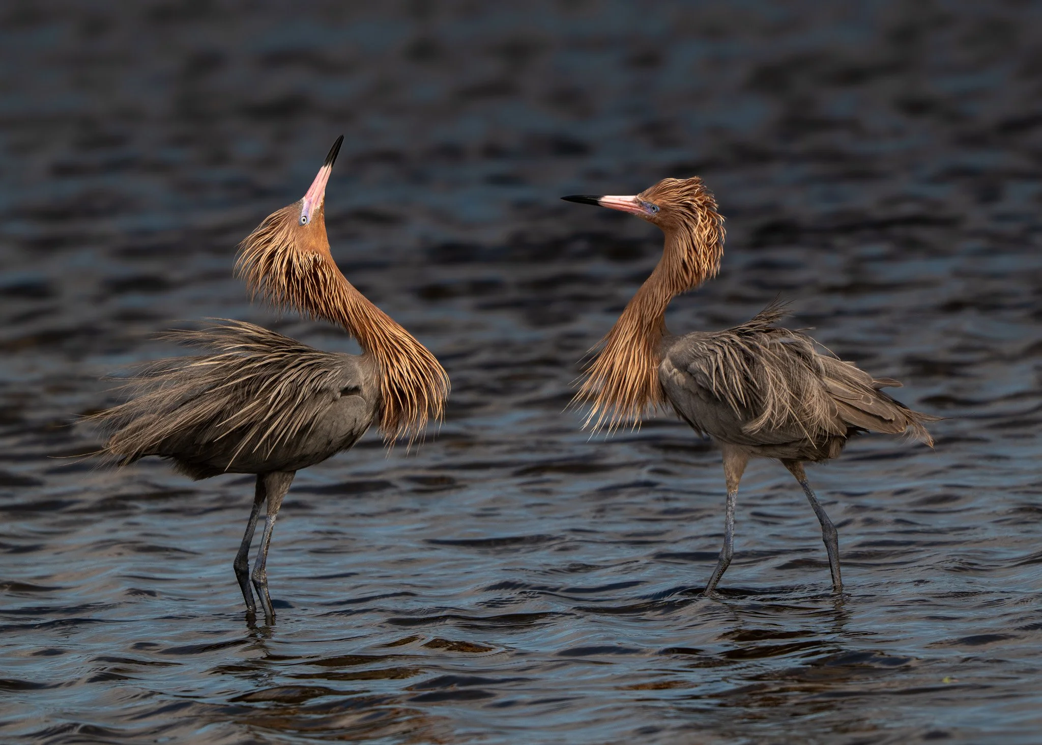 Reddish egrets dancing