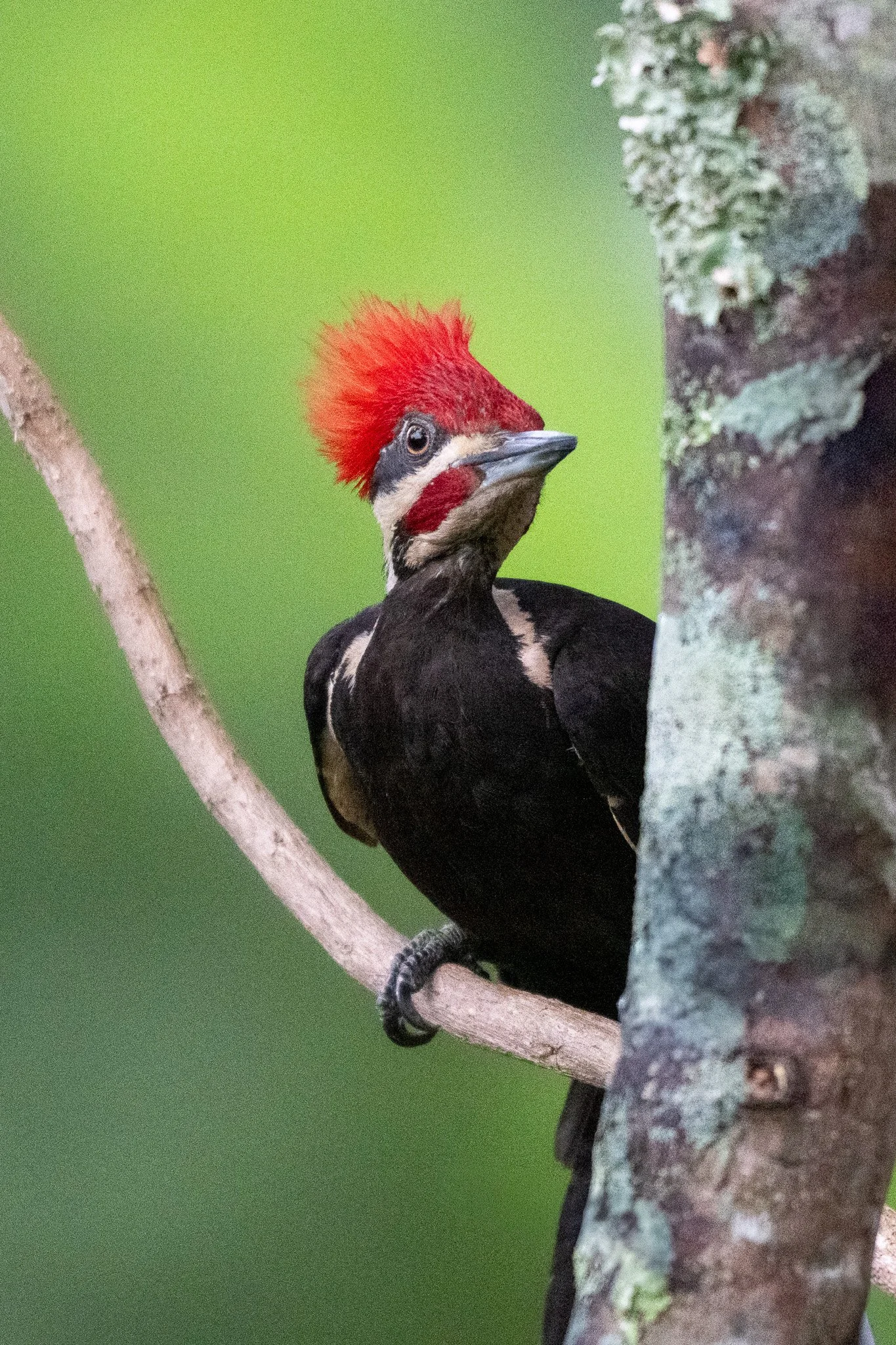 Pileated woodpecker