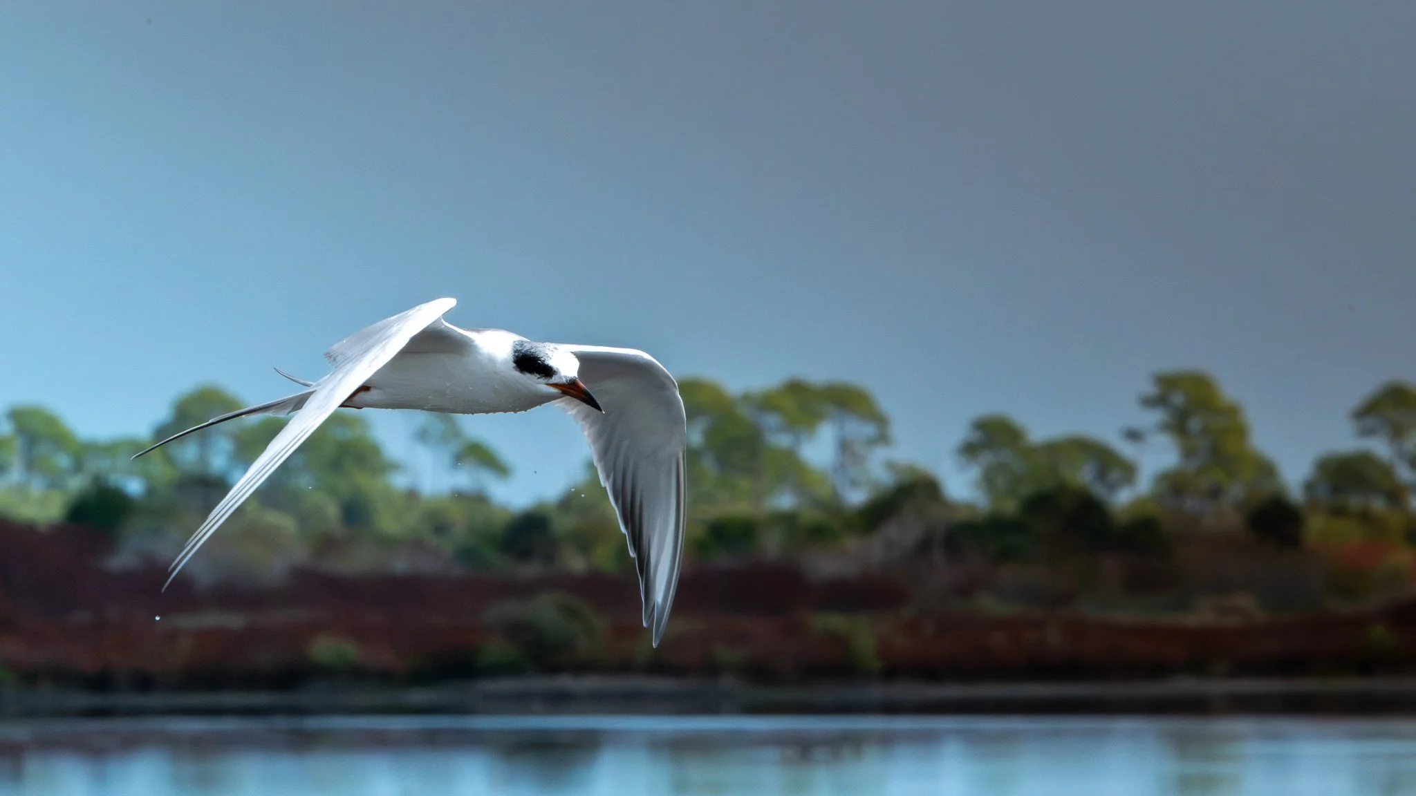 Caspian tern