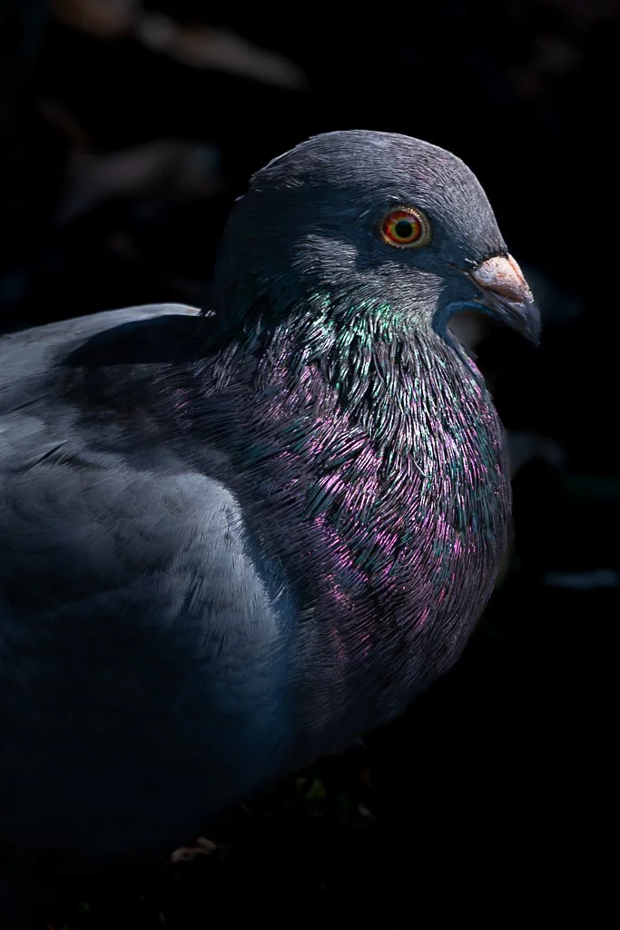 Rock Dove - 023
