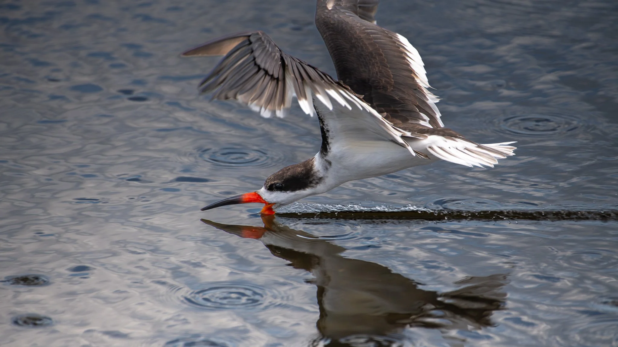 Black skimmer