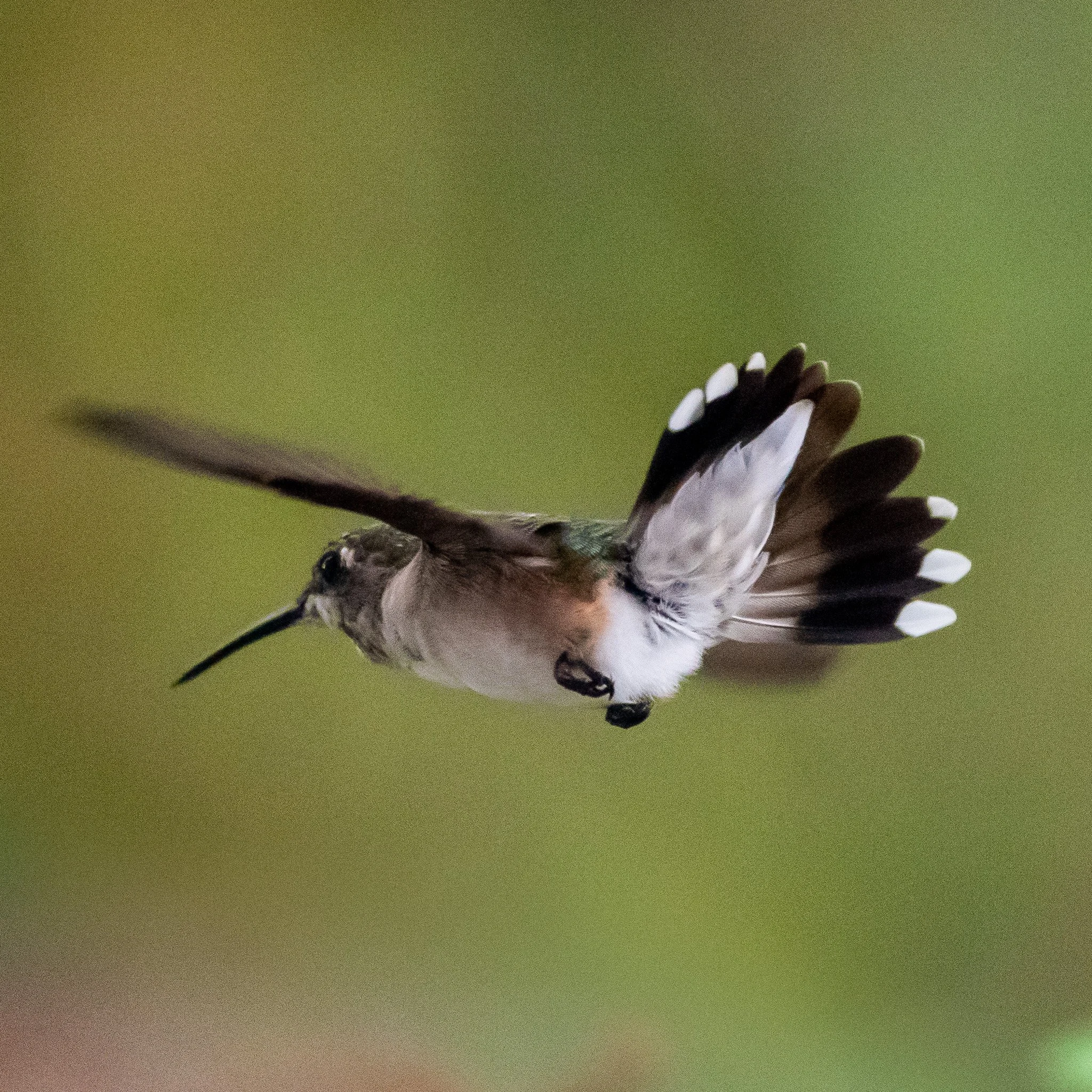 Ruby-throated hummingbird