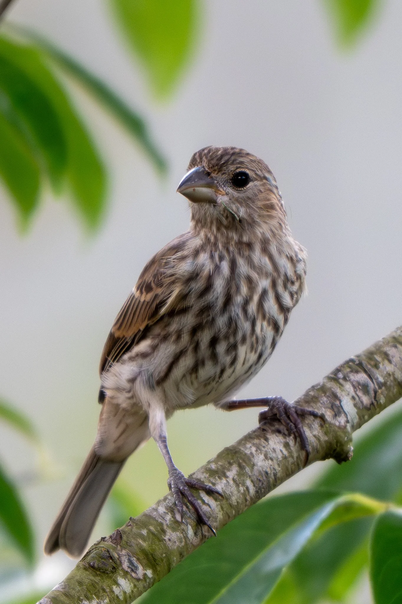 Juvenile house finch