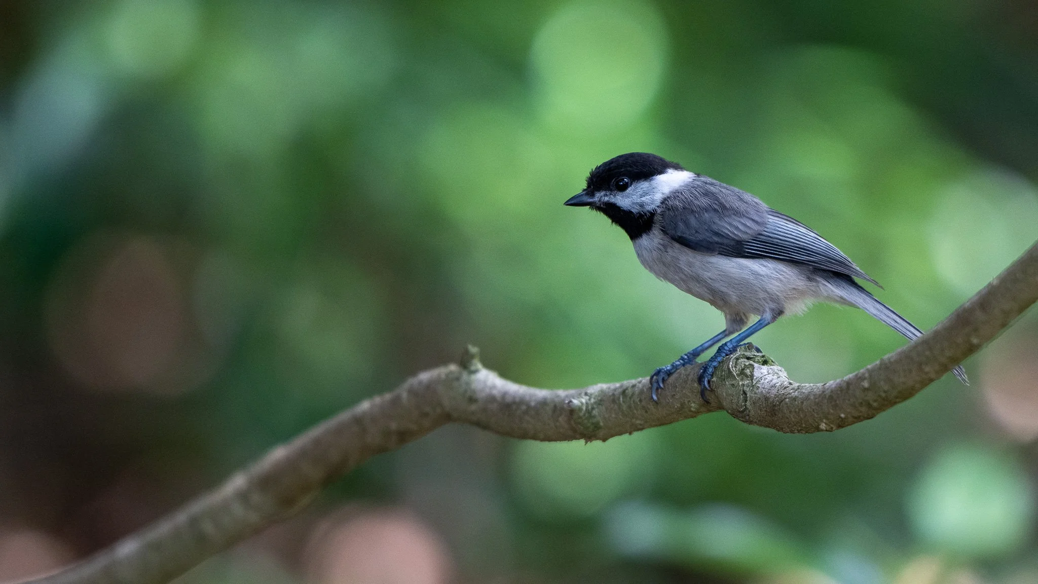 Carolina Chicadee