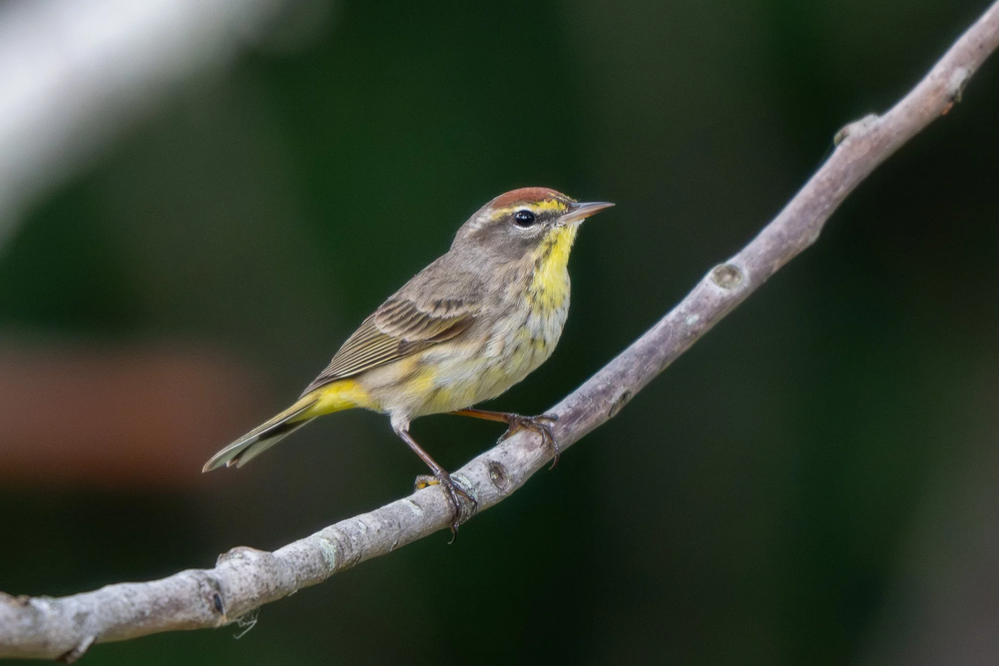 Palm warbler
