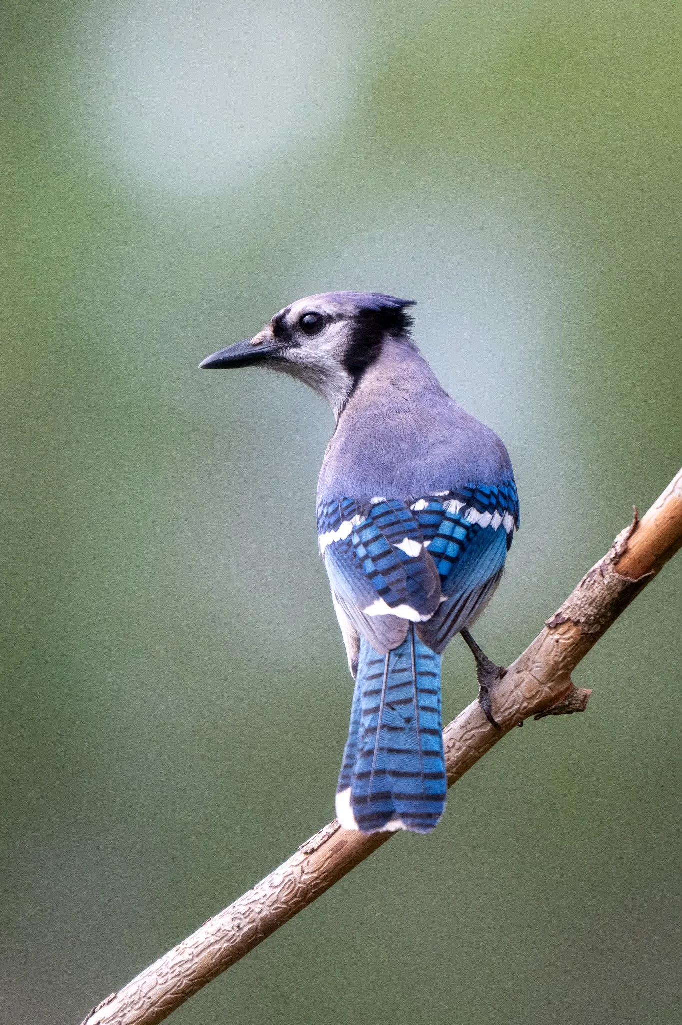Blue jay