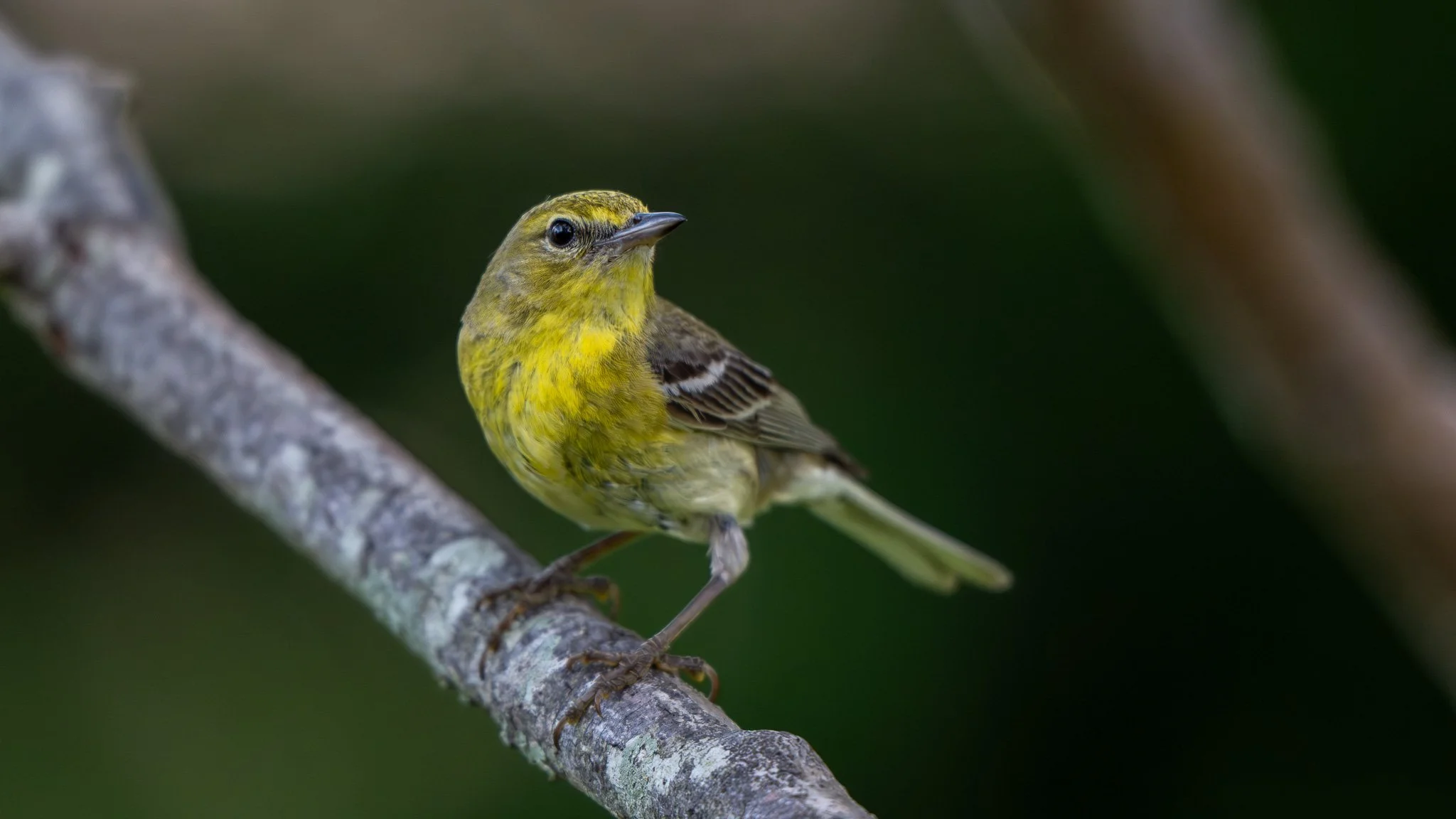 Pine Warbler