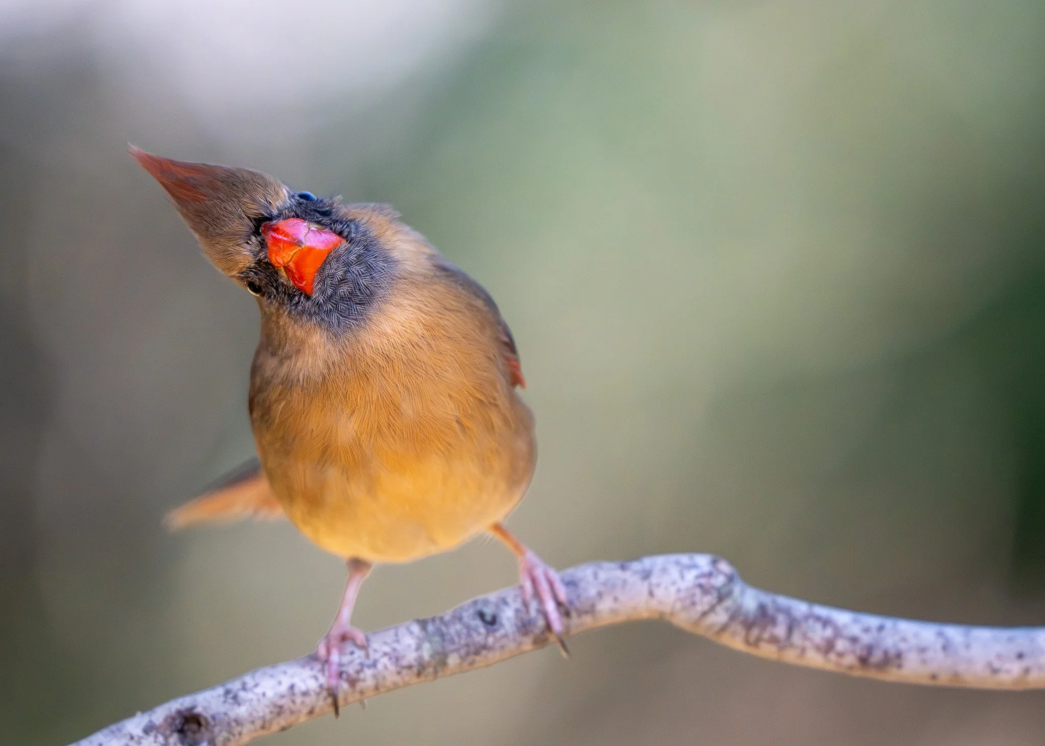 Female northern cardinal