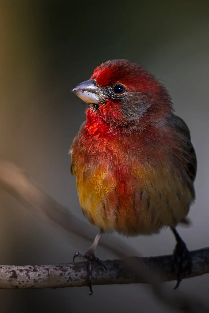 Male House Finch - 018