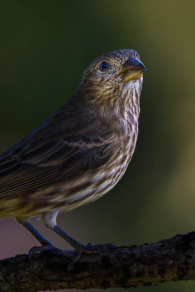 Female House Finch - 024