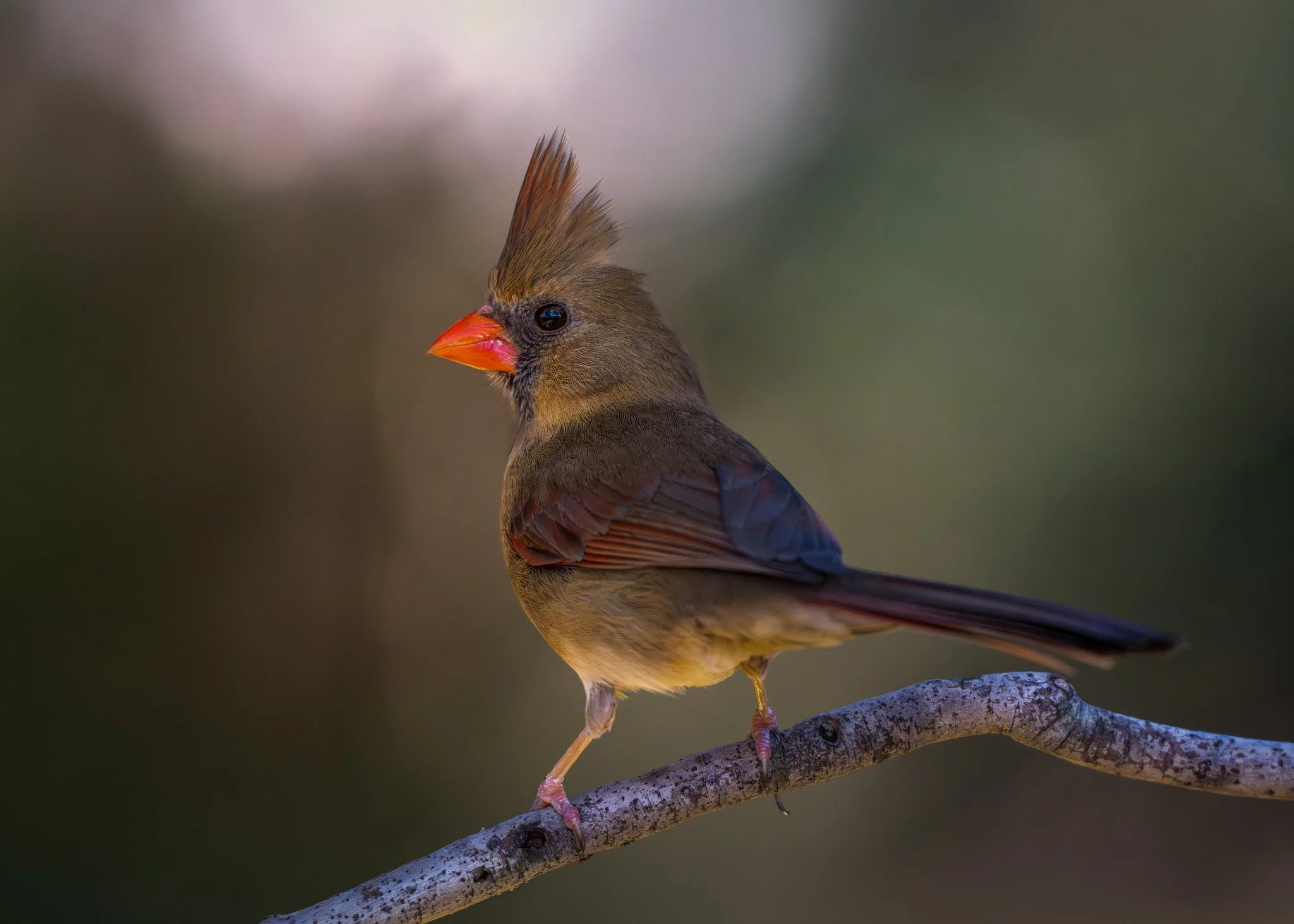 Female northern cardinal