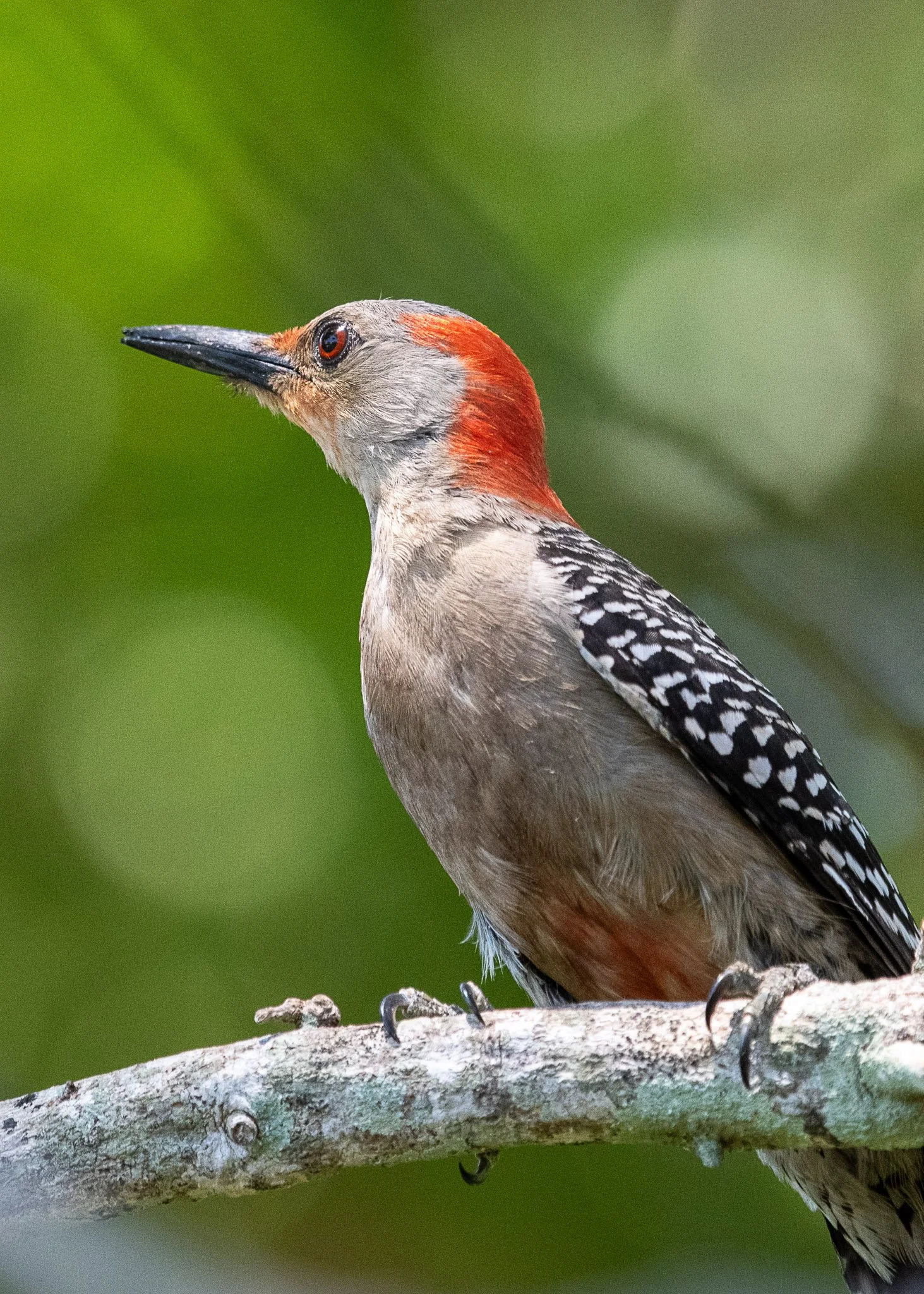 Red-bellied woodpecker
