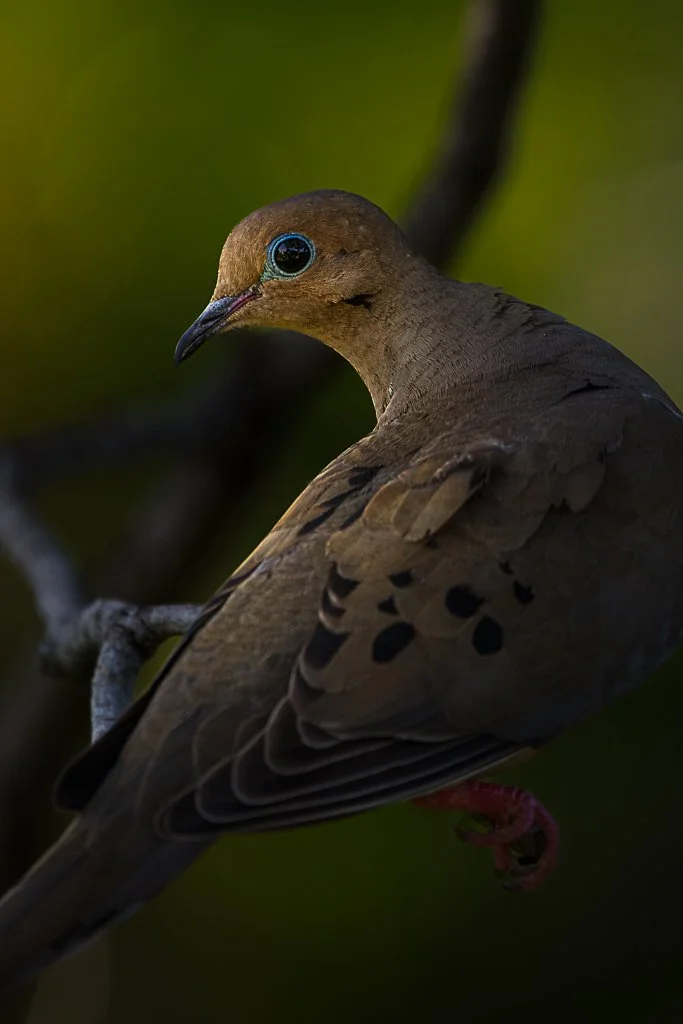 Mourning Dove - 032