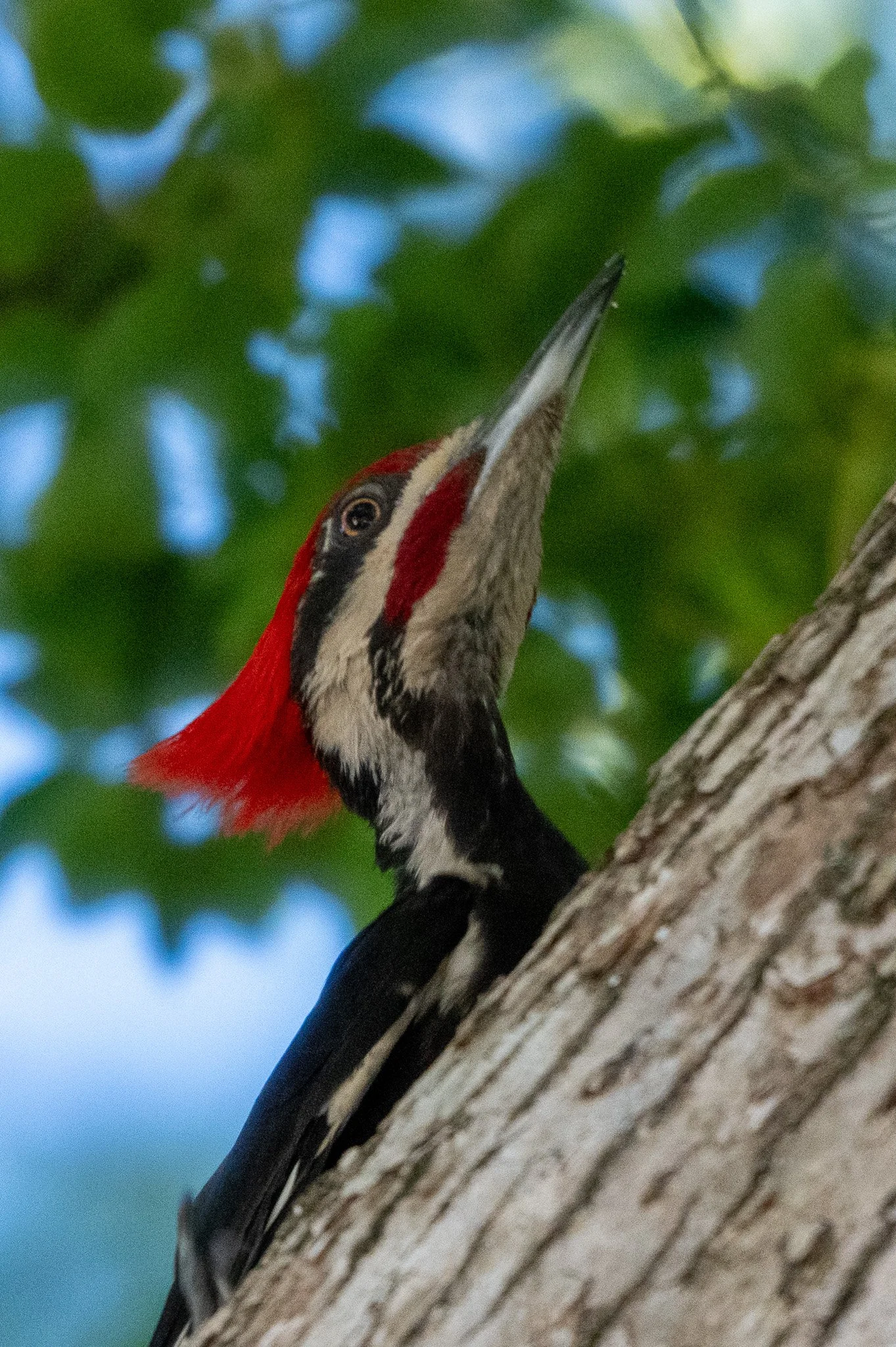 Pileated woodpecker