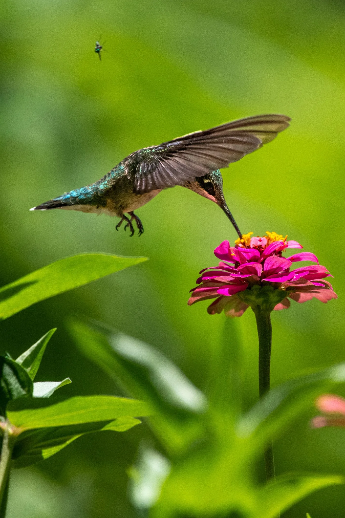 Ruby-throated hummingbird