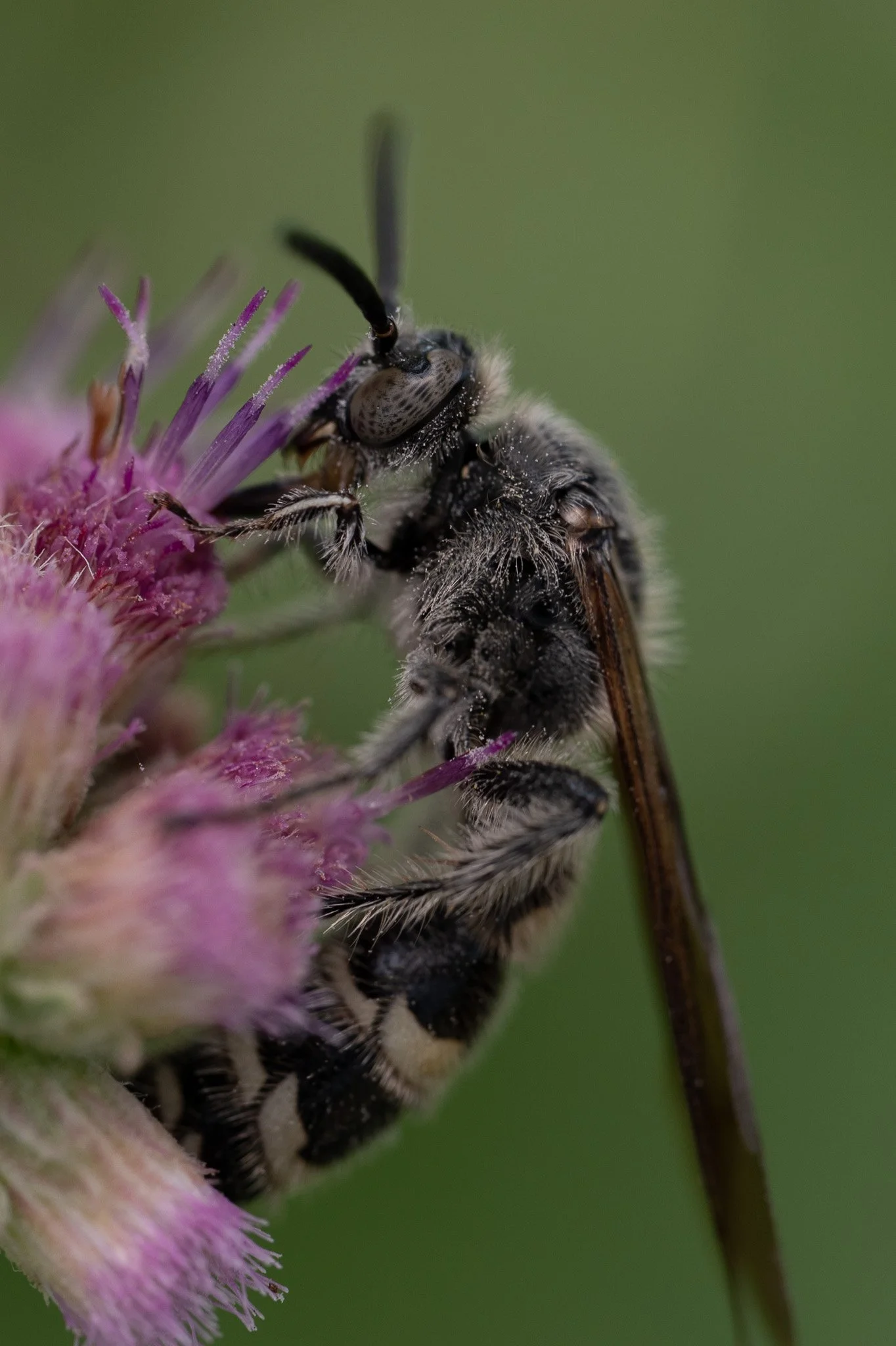 Silver bee 103 05-27-26.jpg