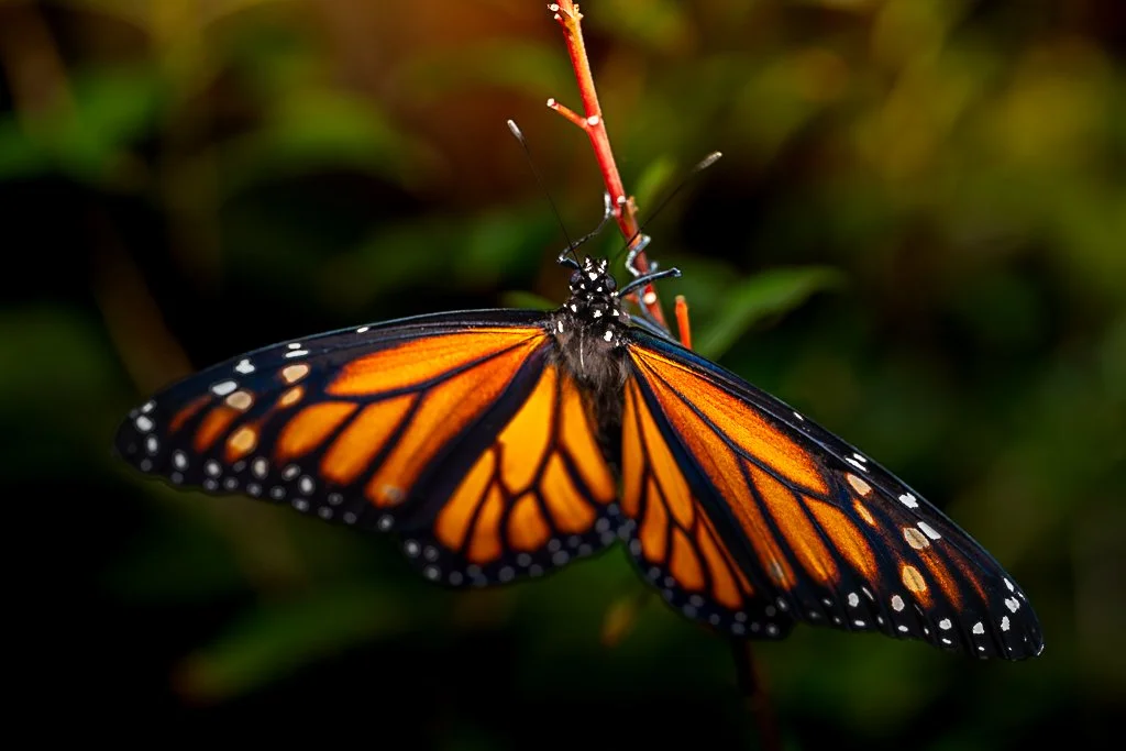 Monarch Butterfly - 017