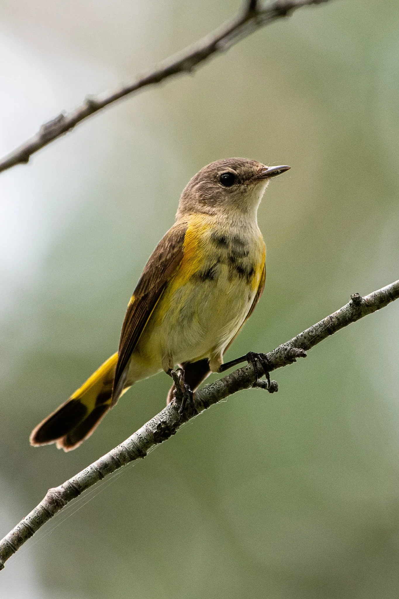 Female northern parula