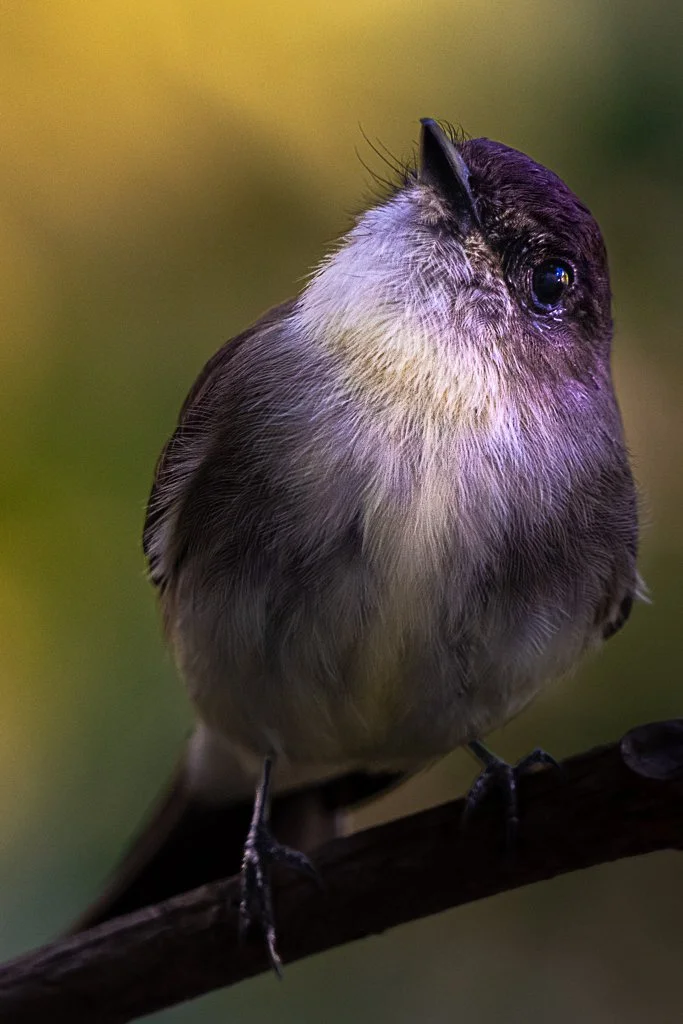 Eastern Phoebe - 028