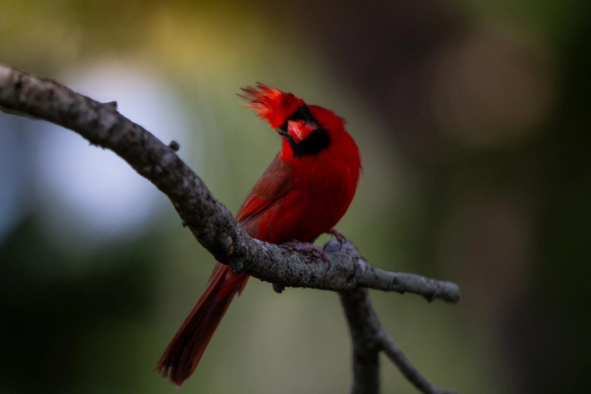 Male northern cardinal