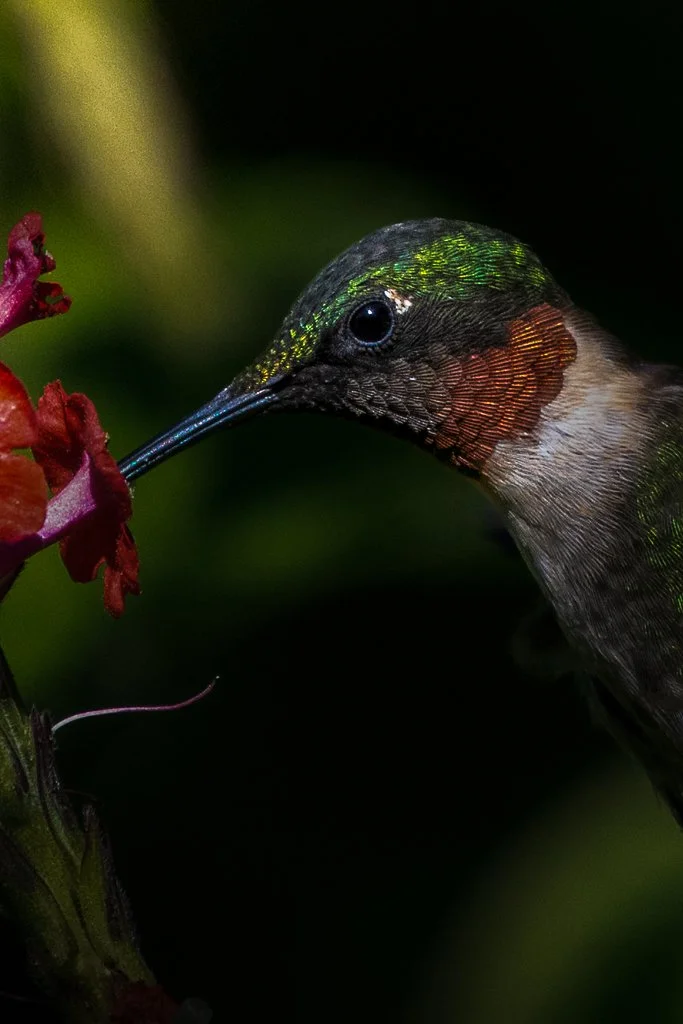 Ruby-throated Hummingbird - 031