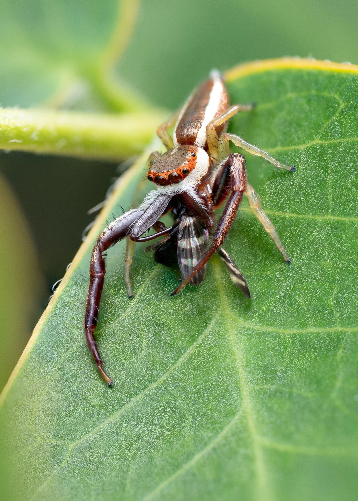 Jumping spider with prey