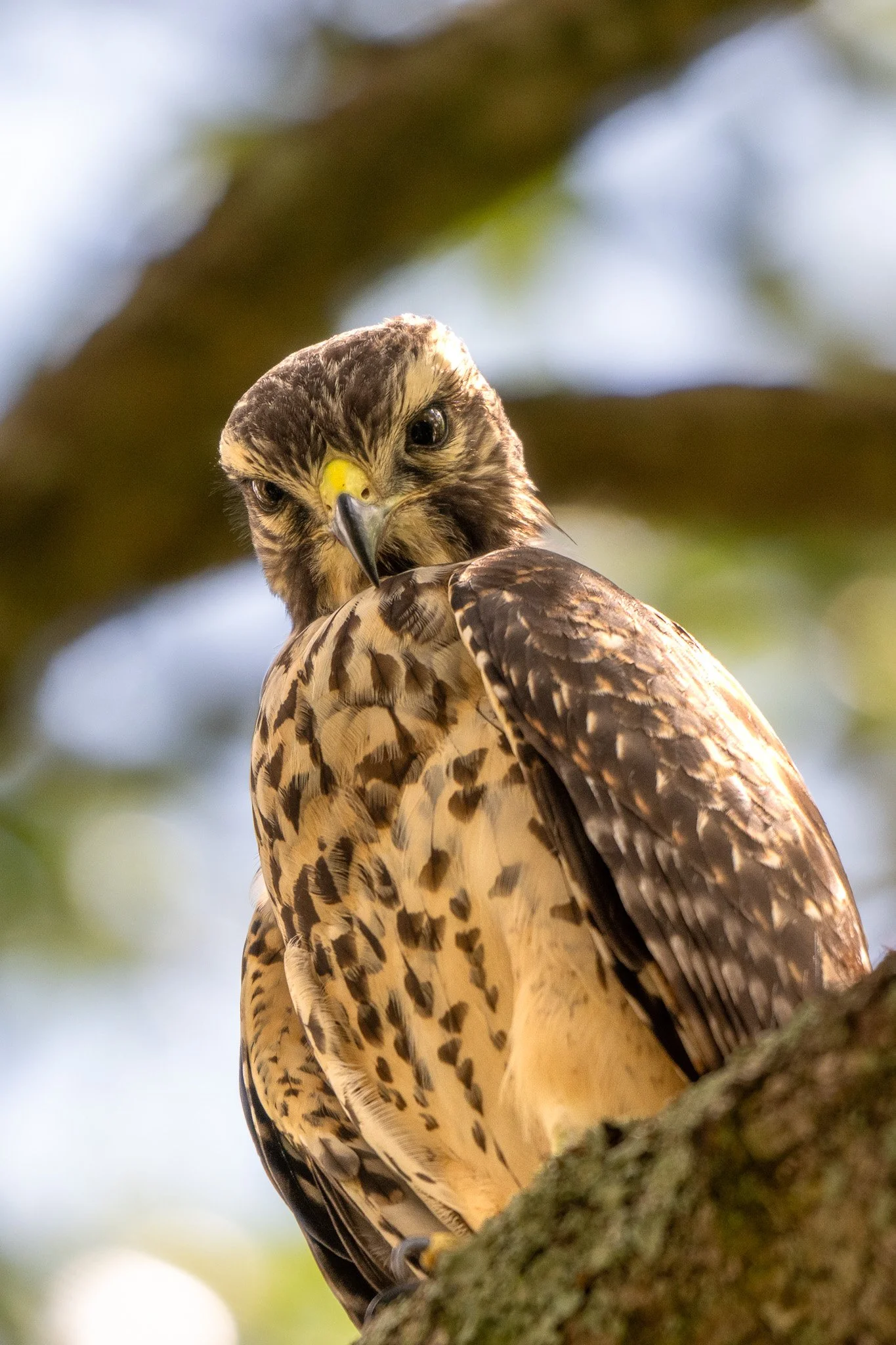 Red-shouldered hawk