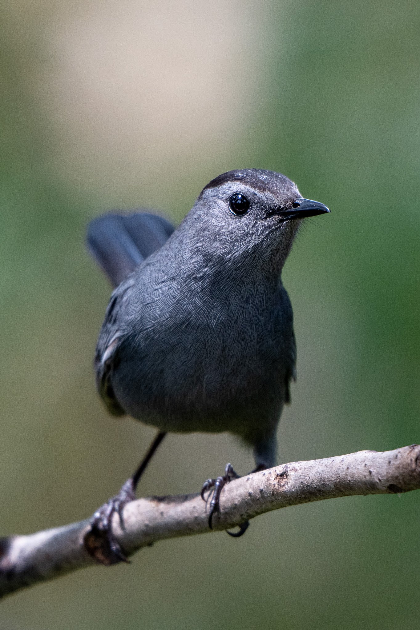 Gray catbird